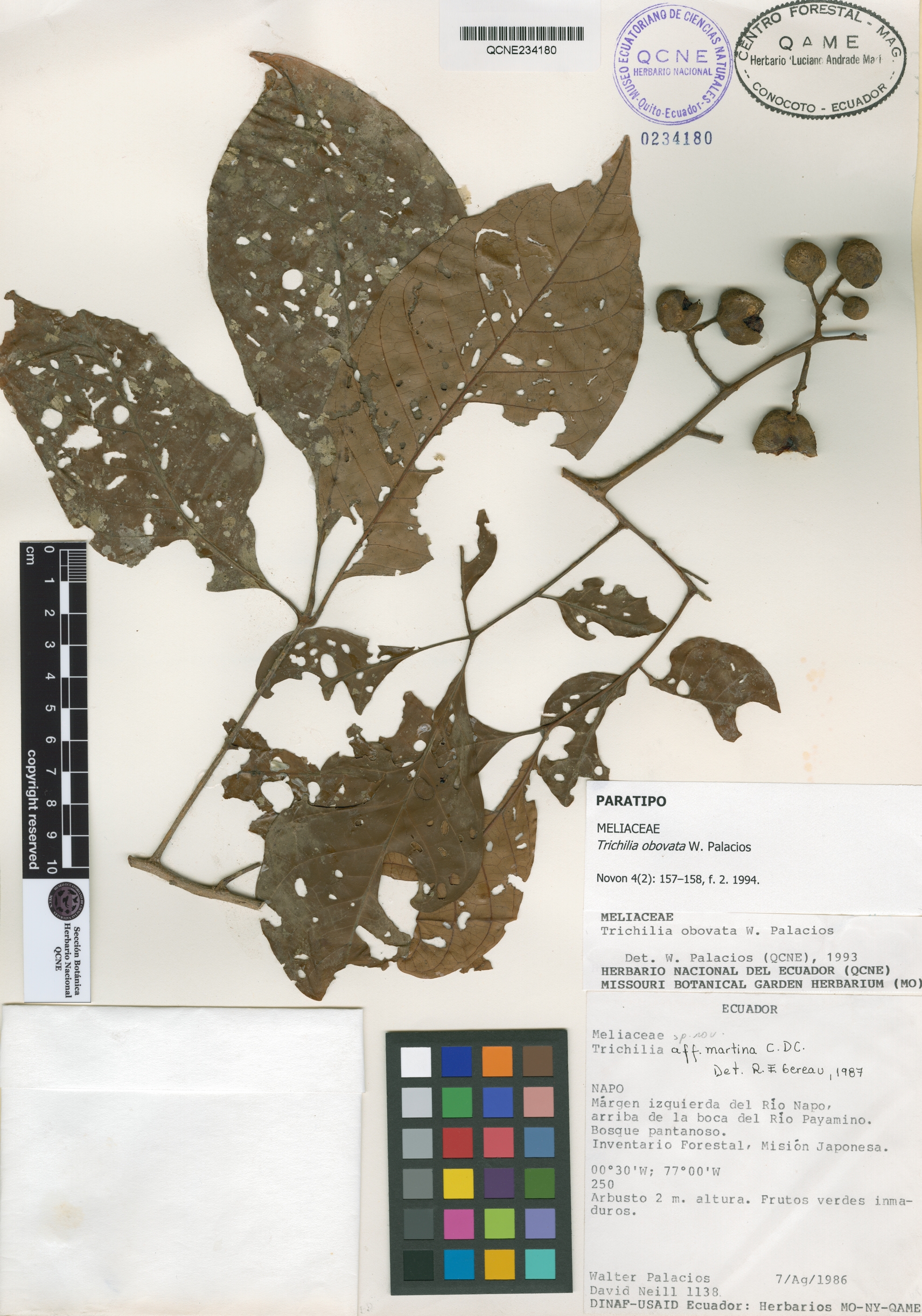 Trichilia obovata image