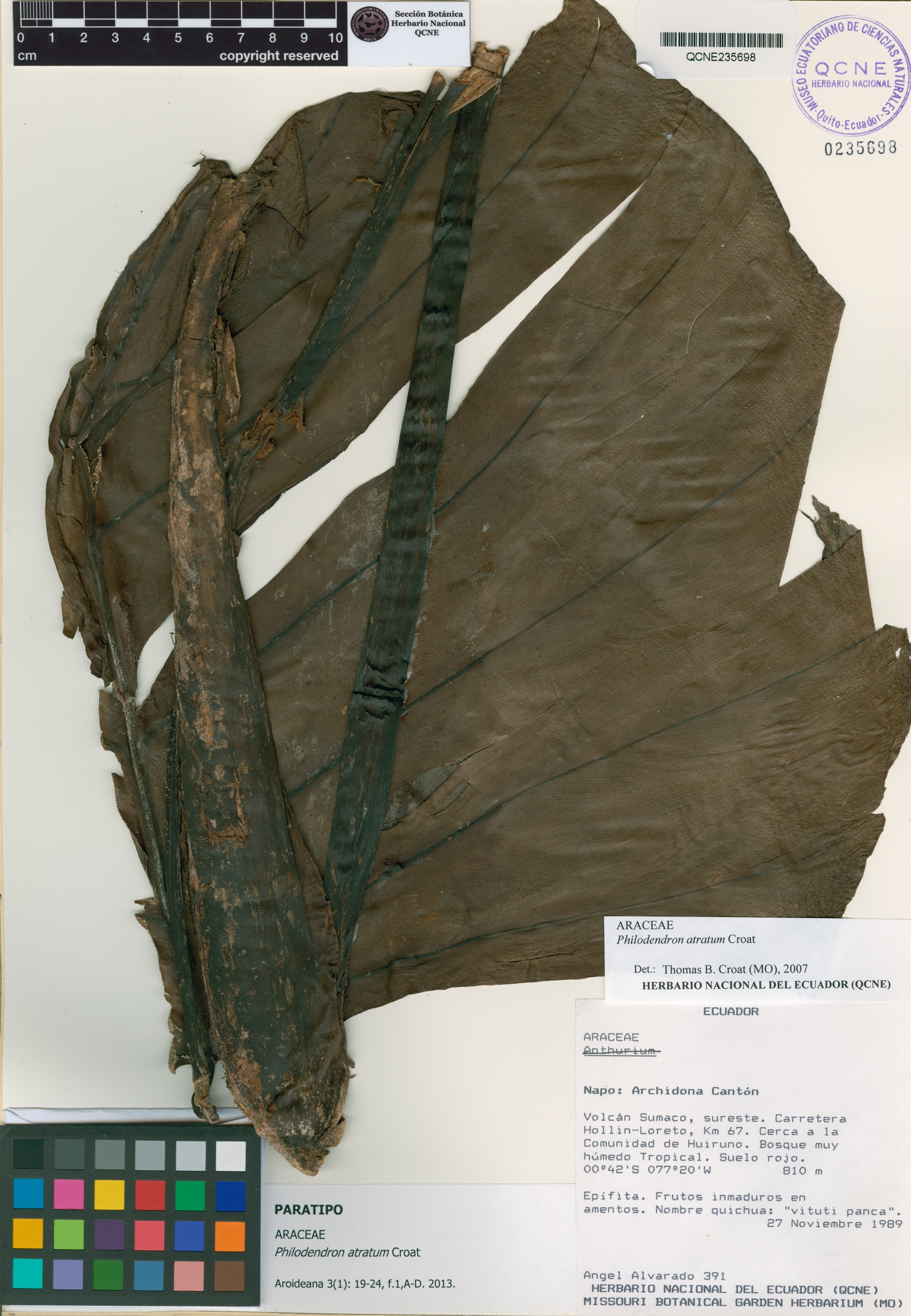 Philodendron atratum image