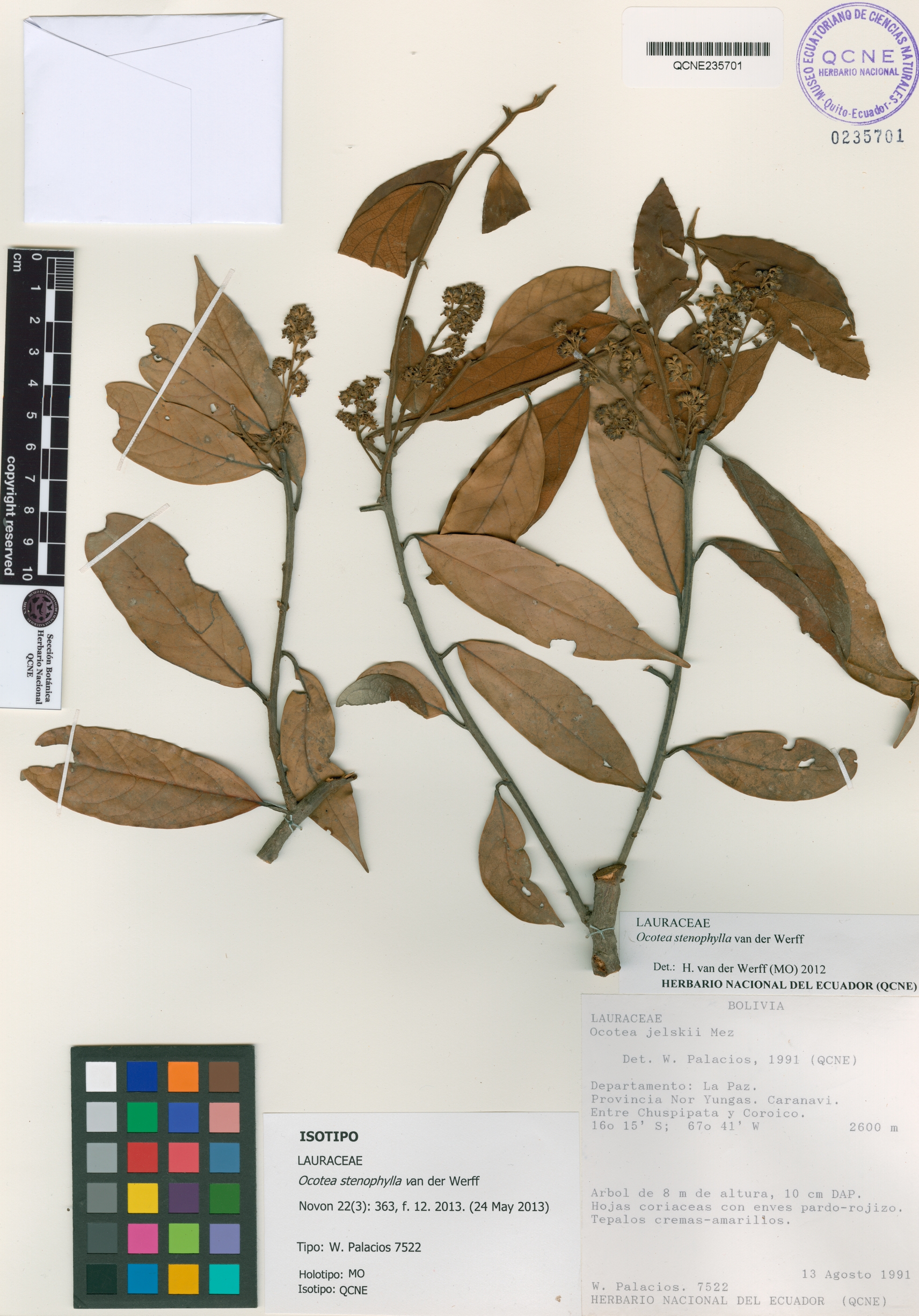 Ocotea stenophylla image
