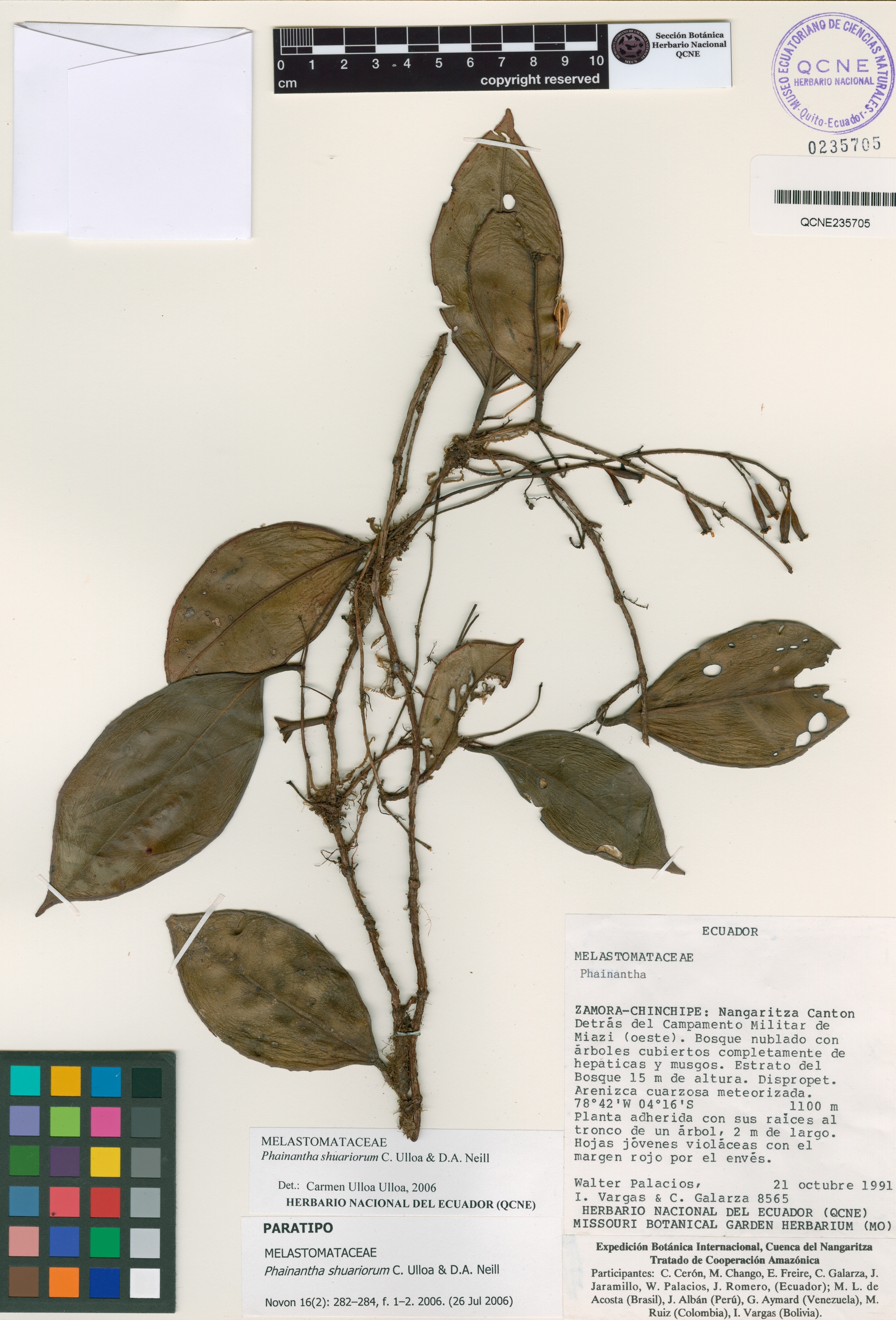 Phainantha shuariorum image