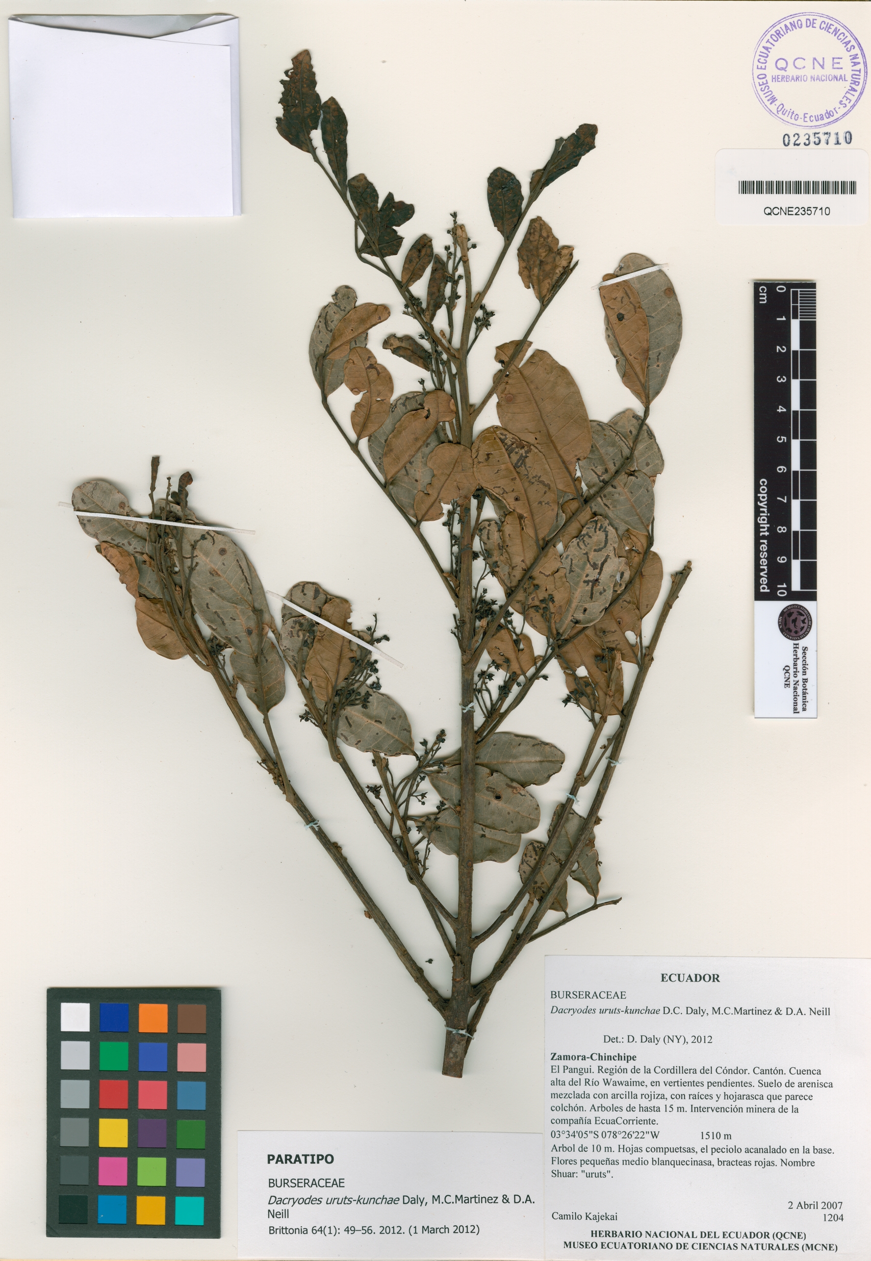 Dacryodes uruts-kunchae image