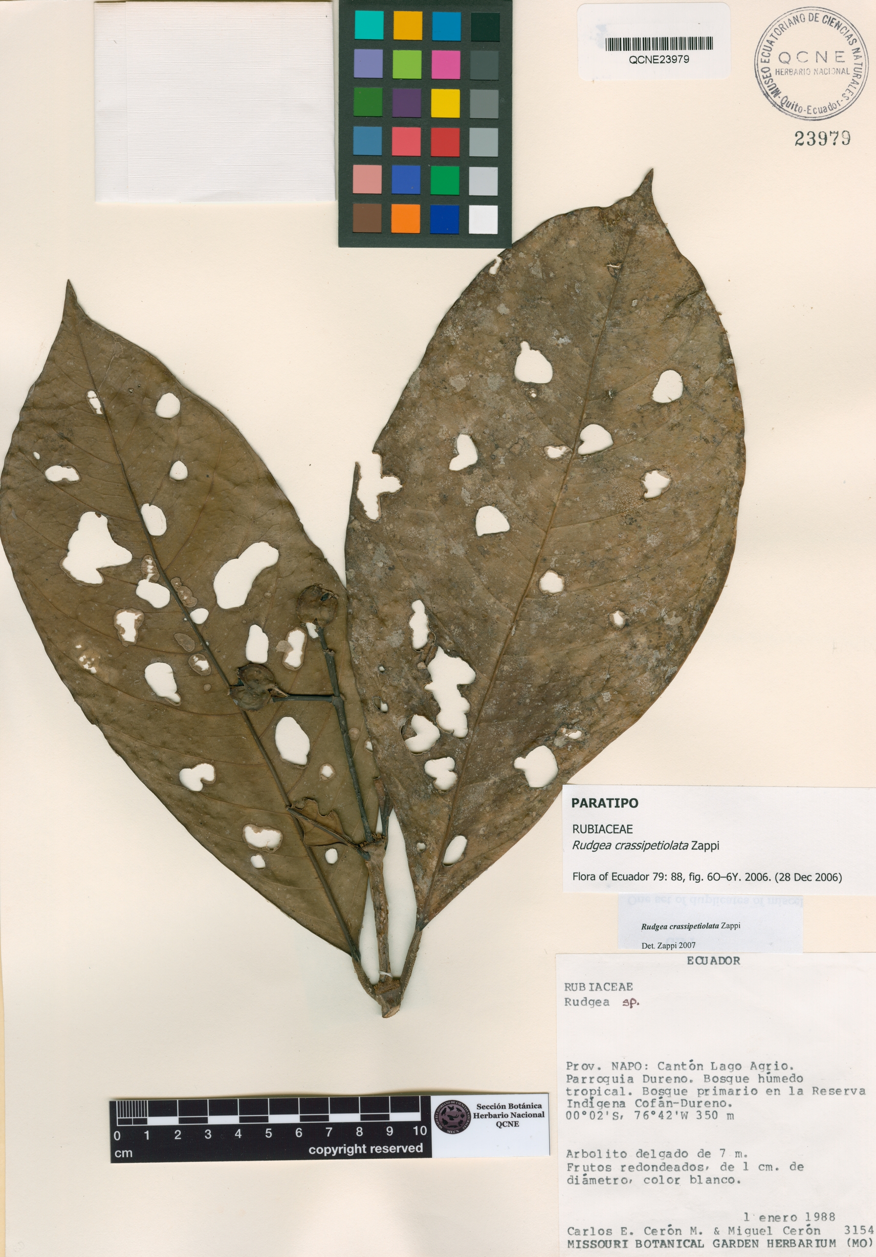 Rudgea crassipetiolata image