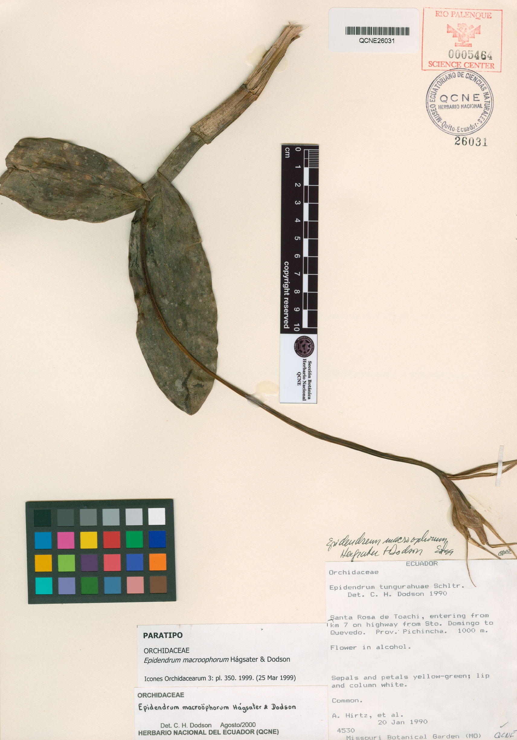 Epidendrum macroophorum image