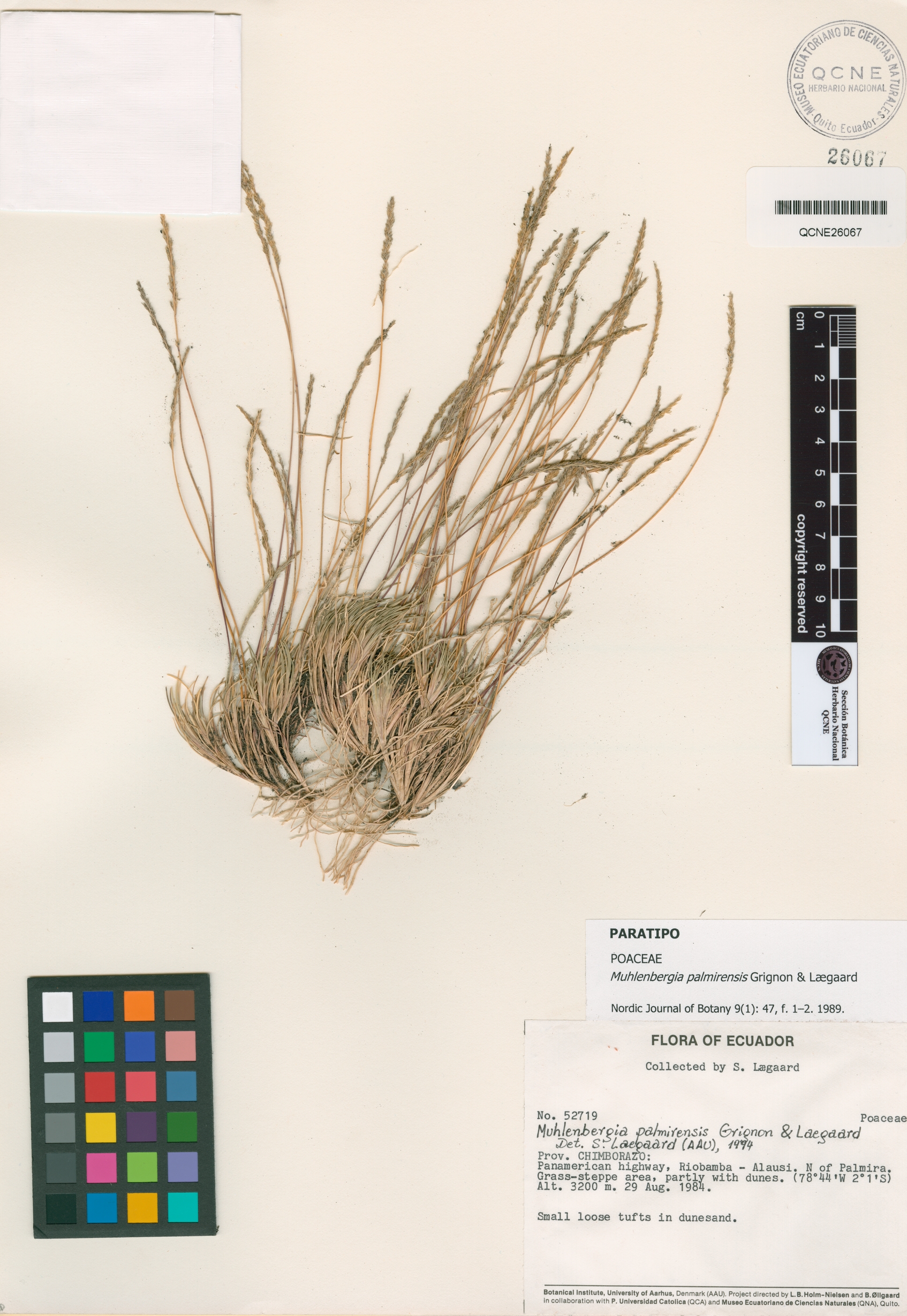 Muhlenbergia palmirensis image