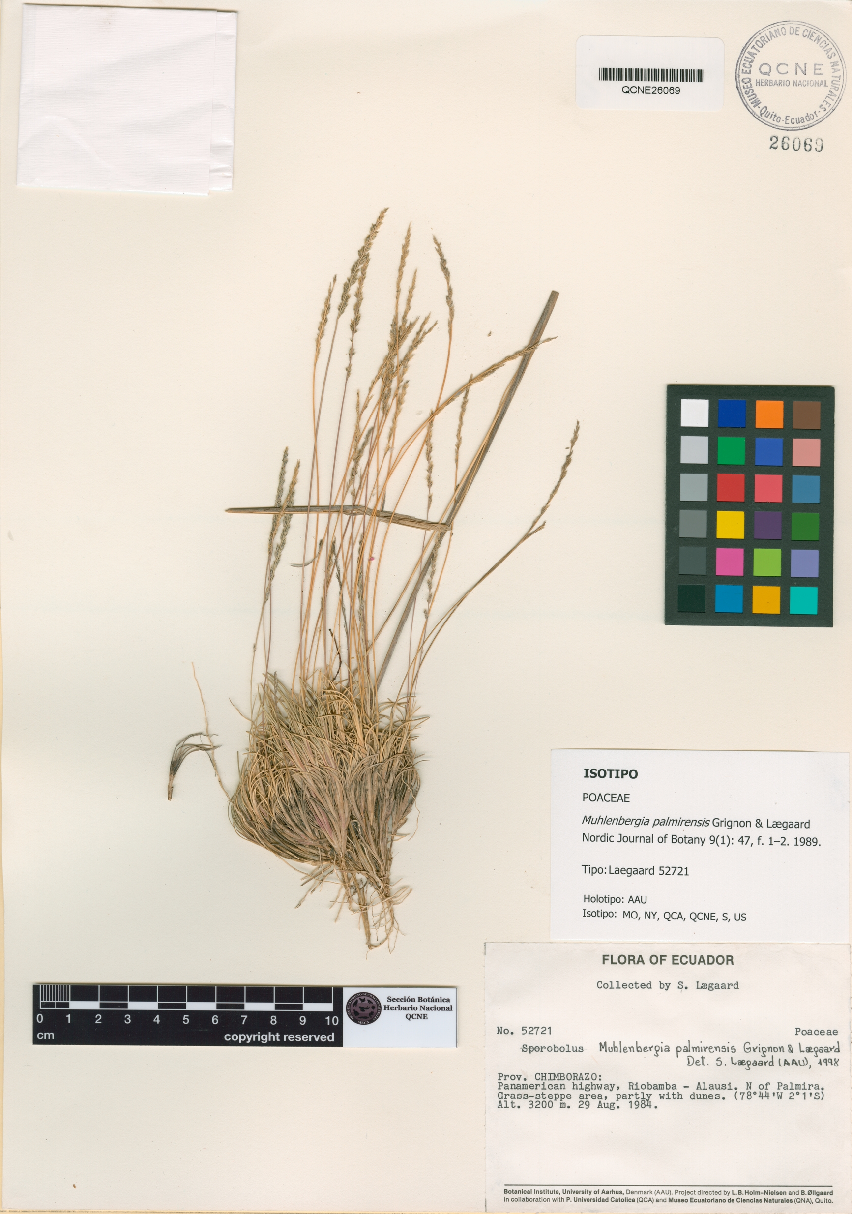 Muhlenbergia palmirensis image