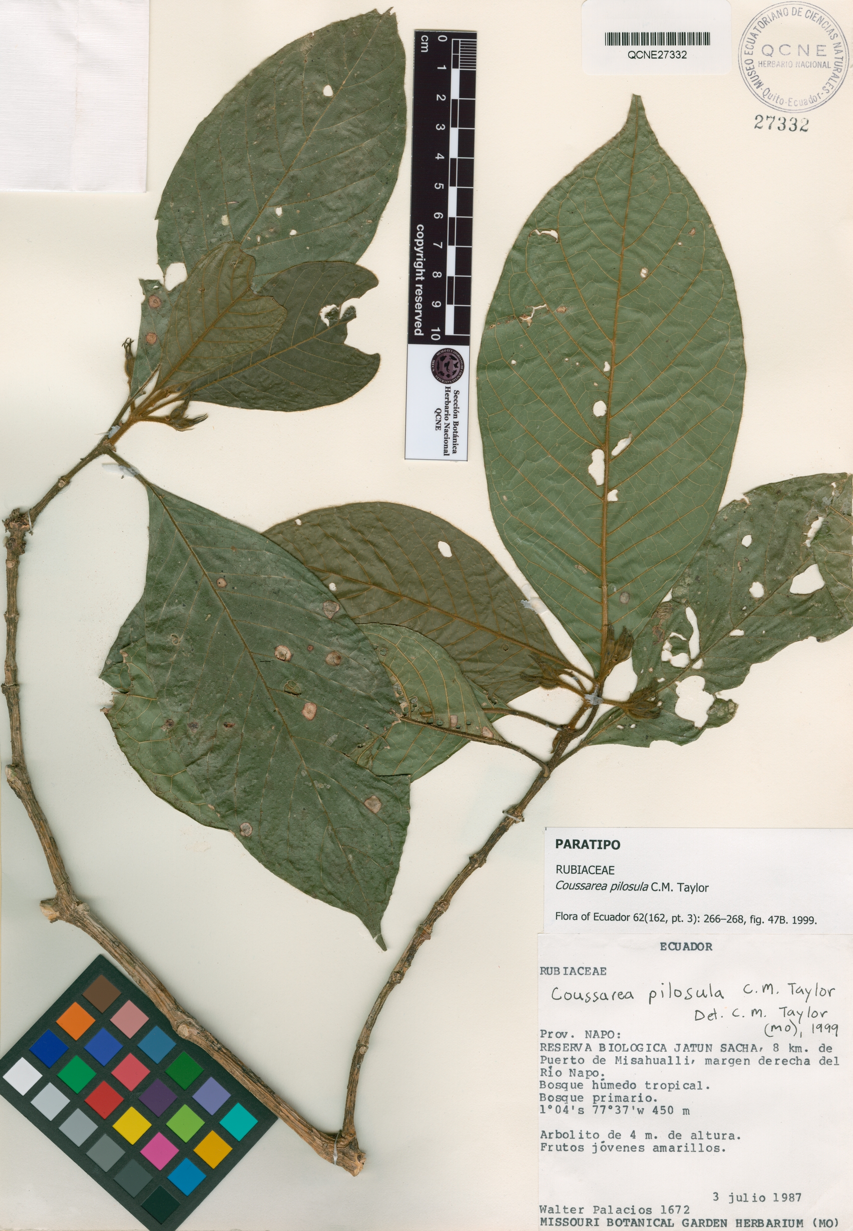 Coussarea pilosula image