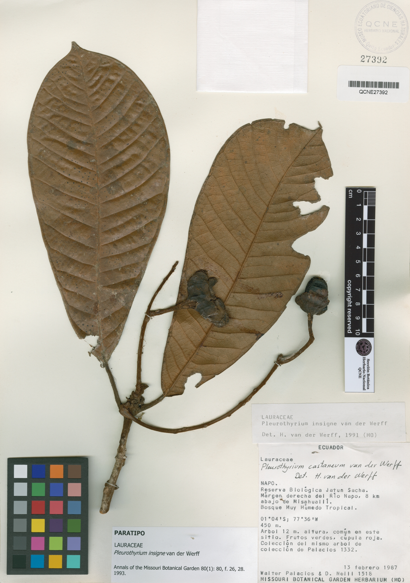 Pleurothyrium insigne image