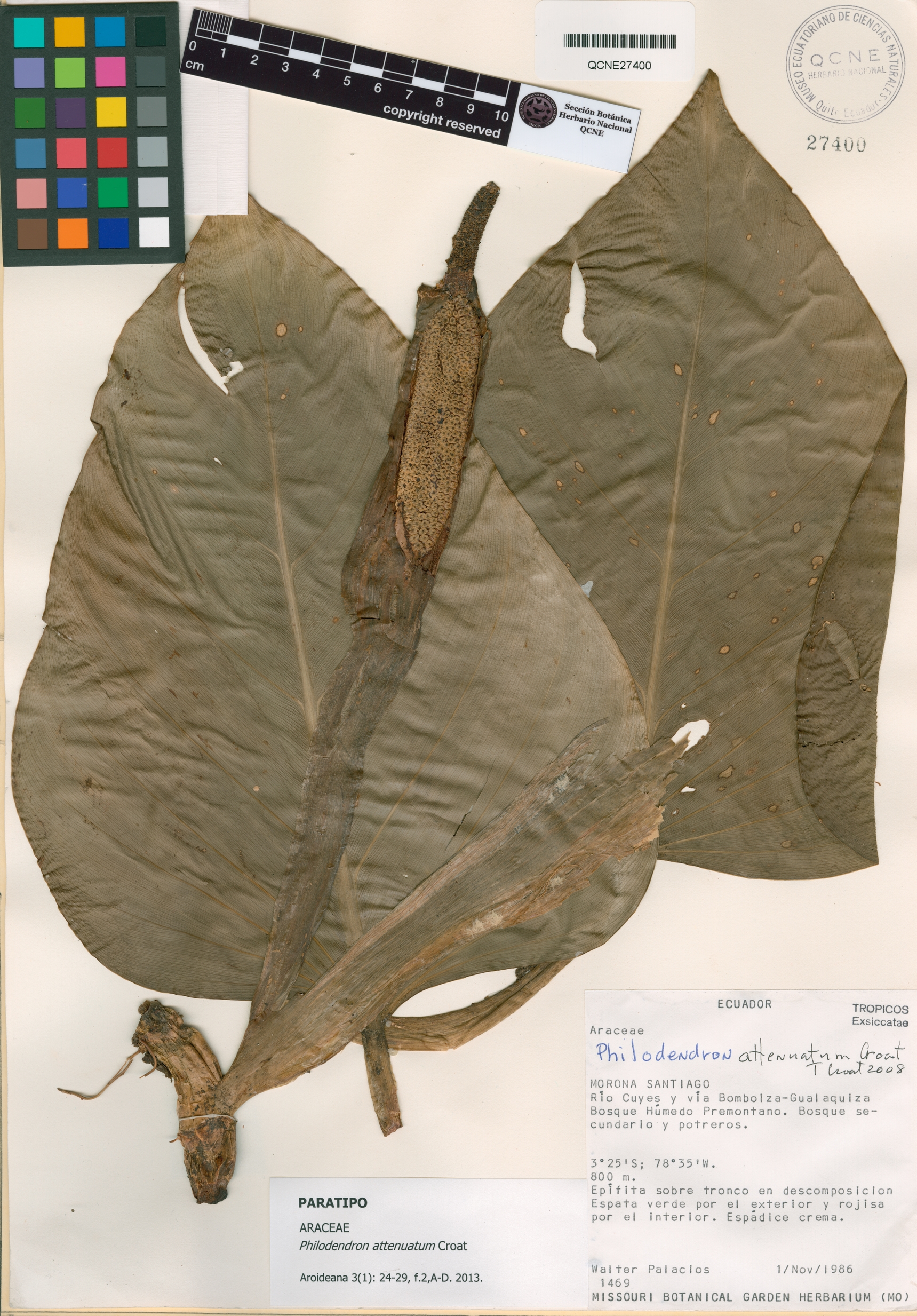 Philodendron attenuatum image