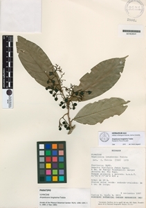 Ampelocera longissima image