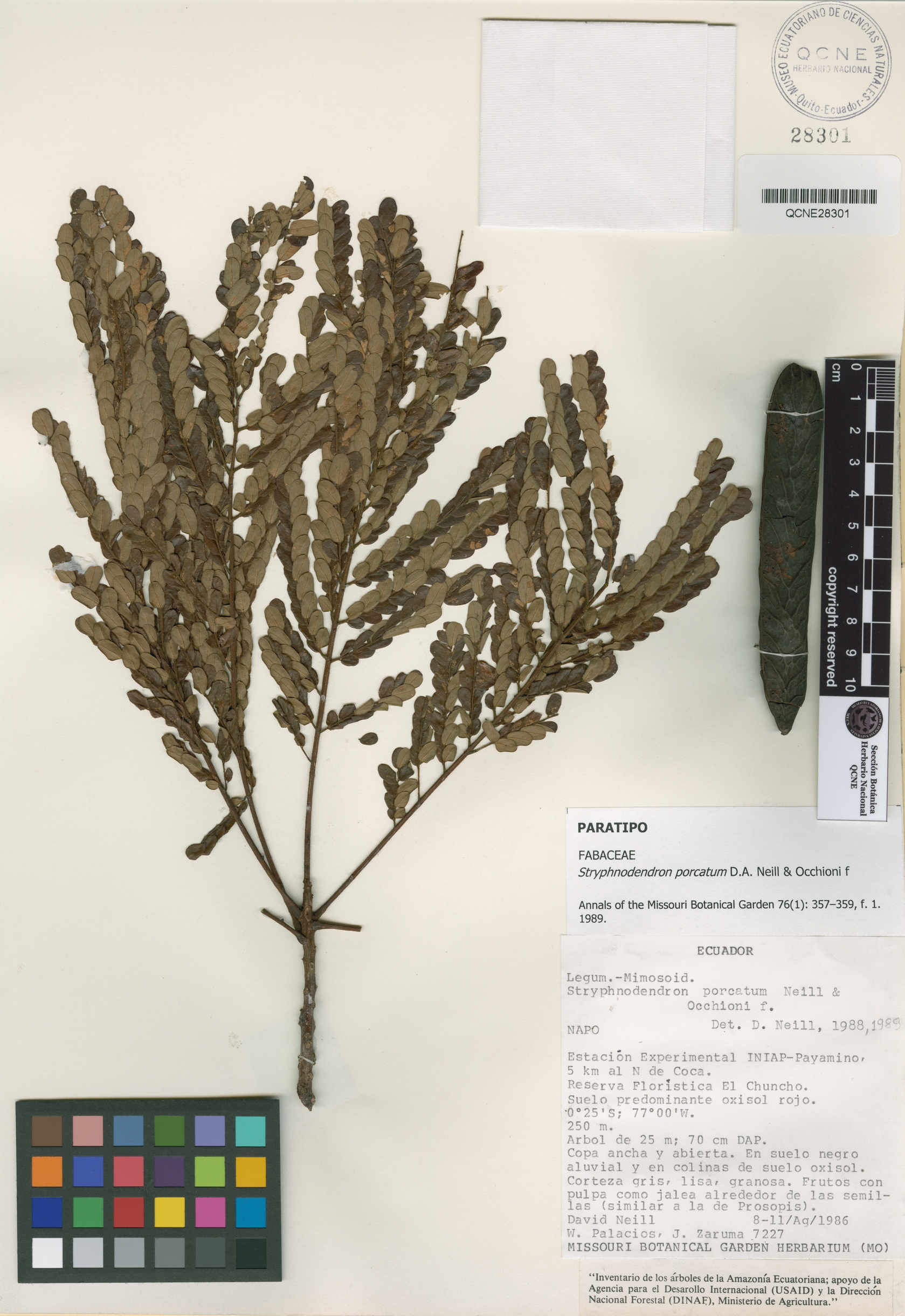 Stryphnodendron porcatum image