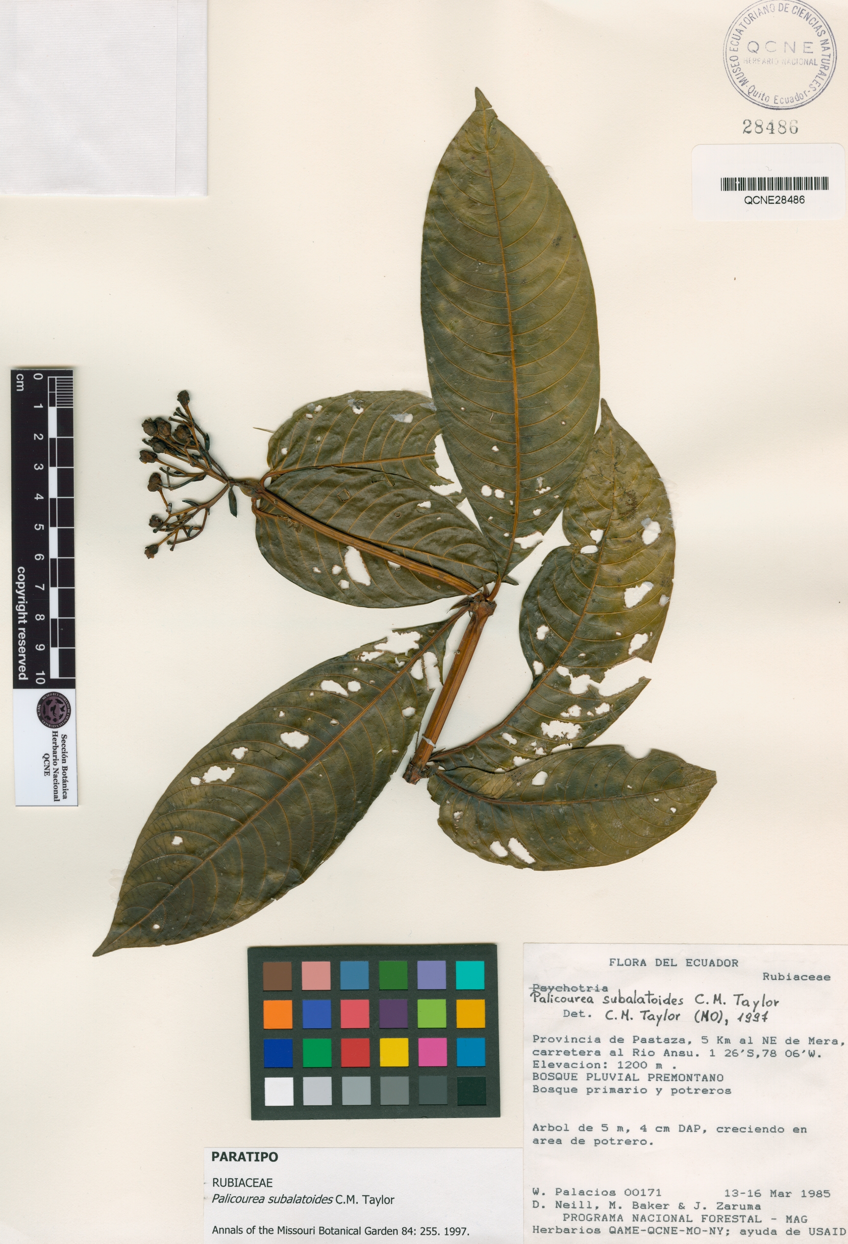 Palicourea subalatoides image