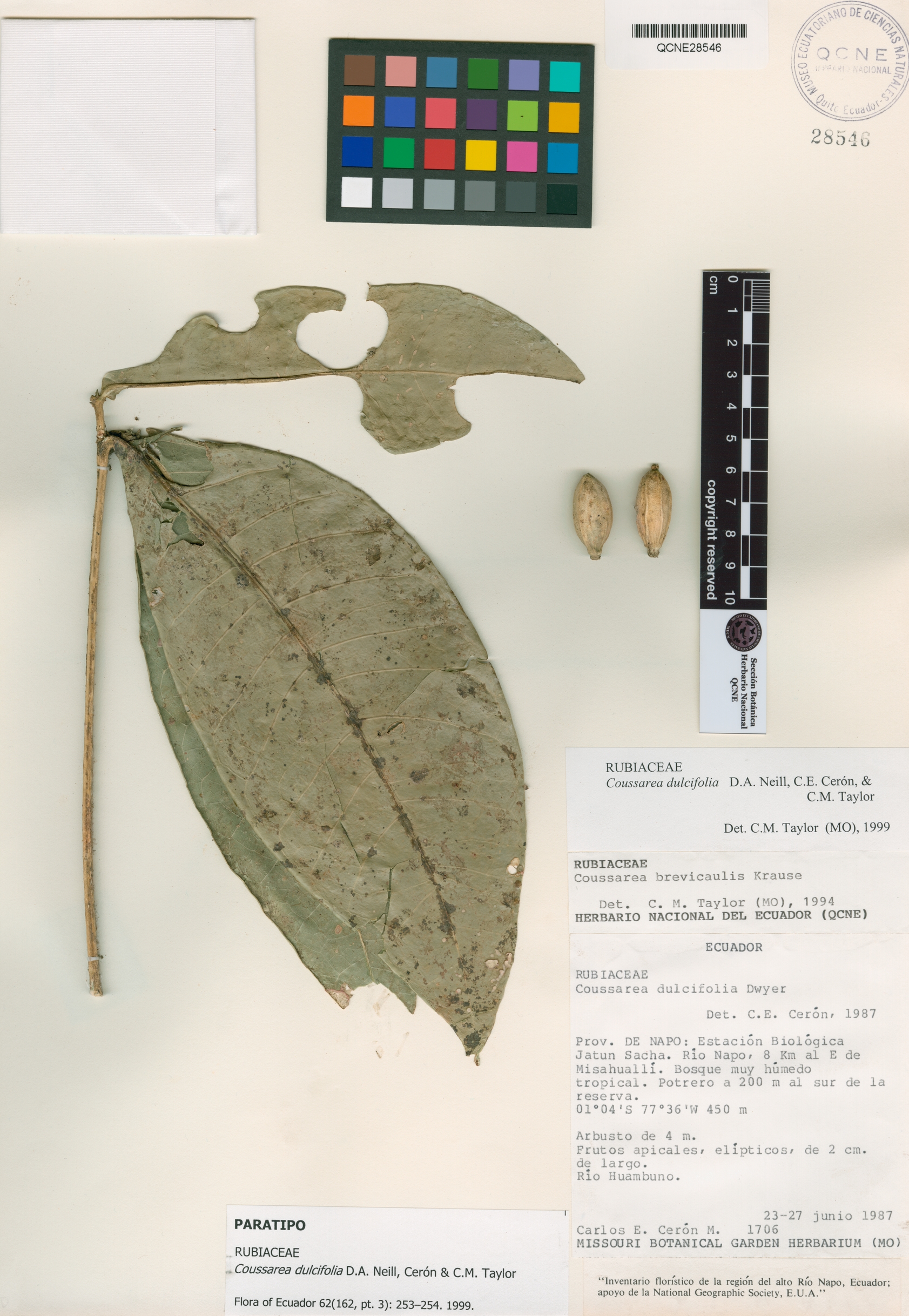 Coussarea dulcifolia image