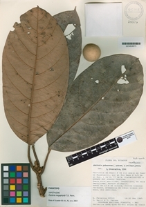 Image of Pouteria megaphylla