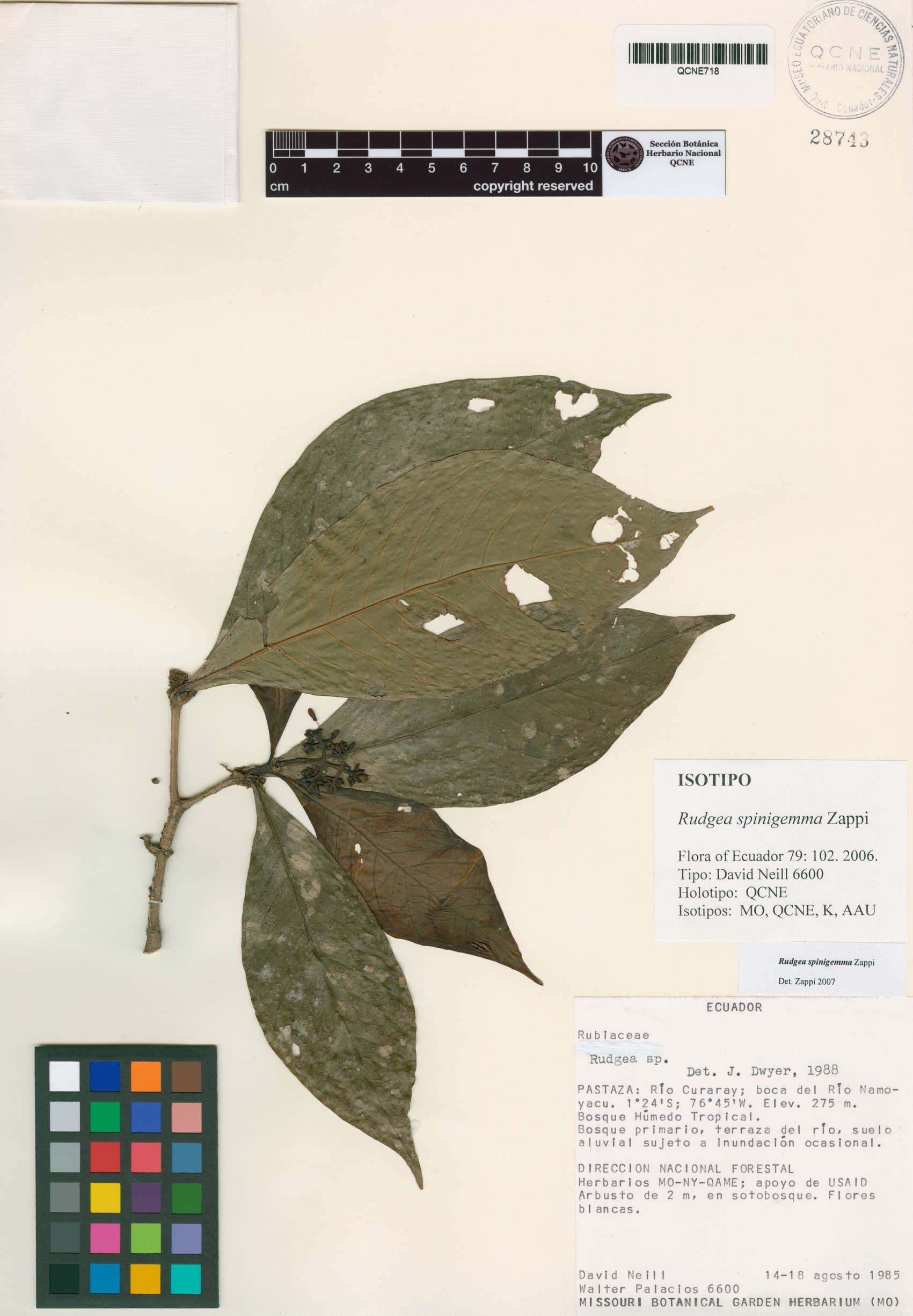 Rudgea spinigemma image