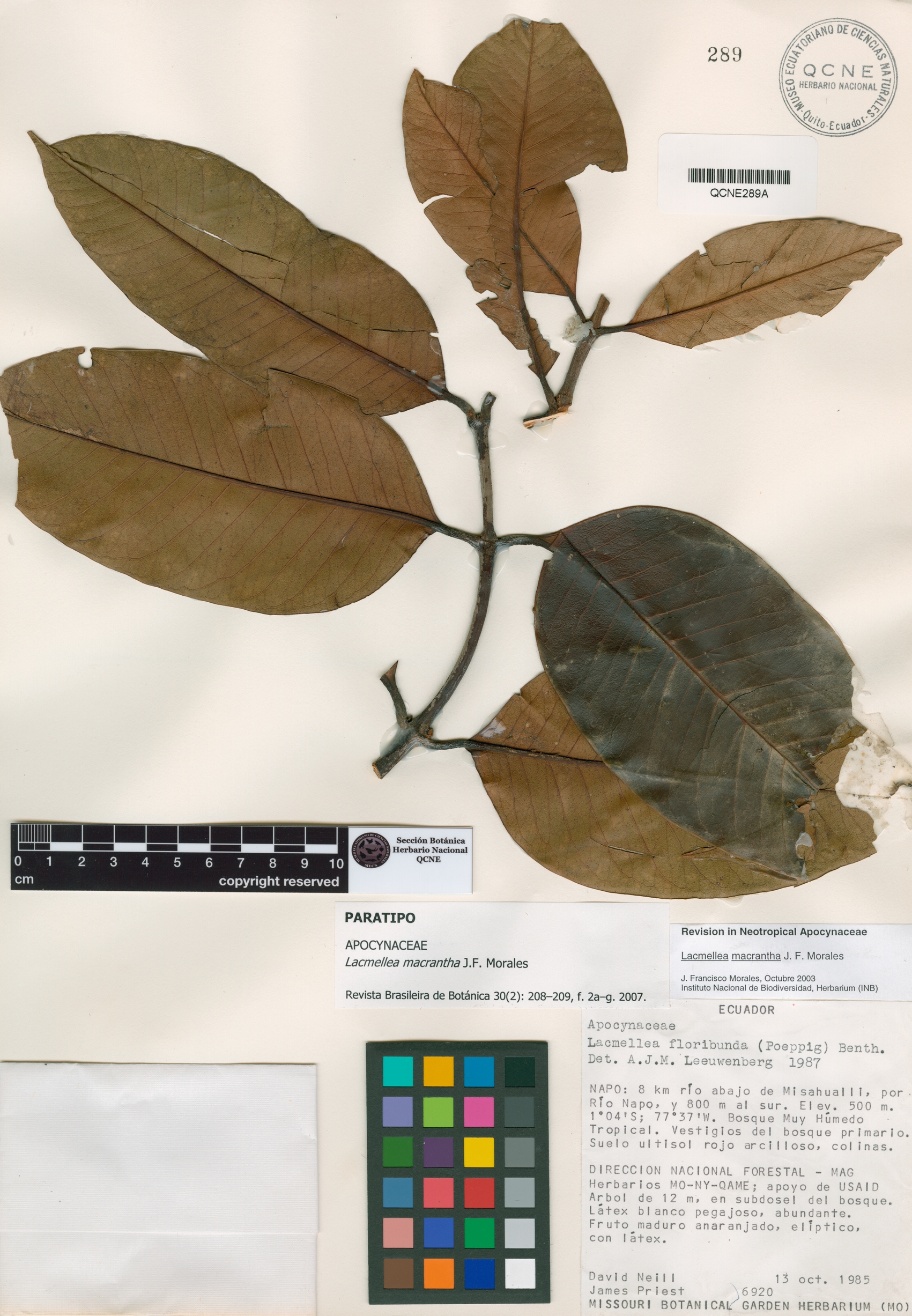 Lacmellea macrantha image