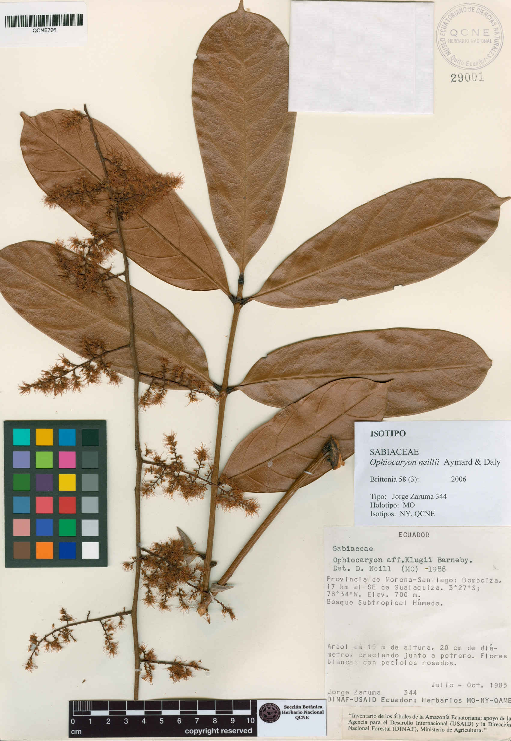 Ophiocaryon neillii image