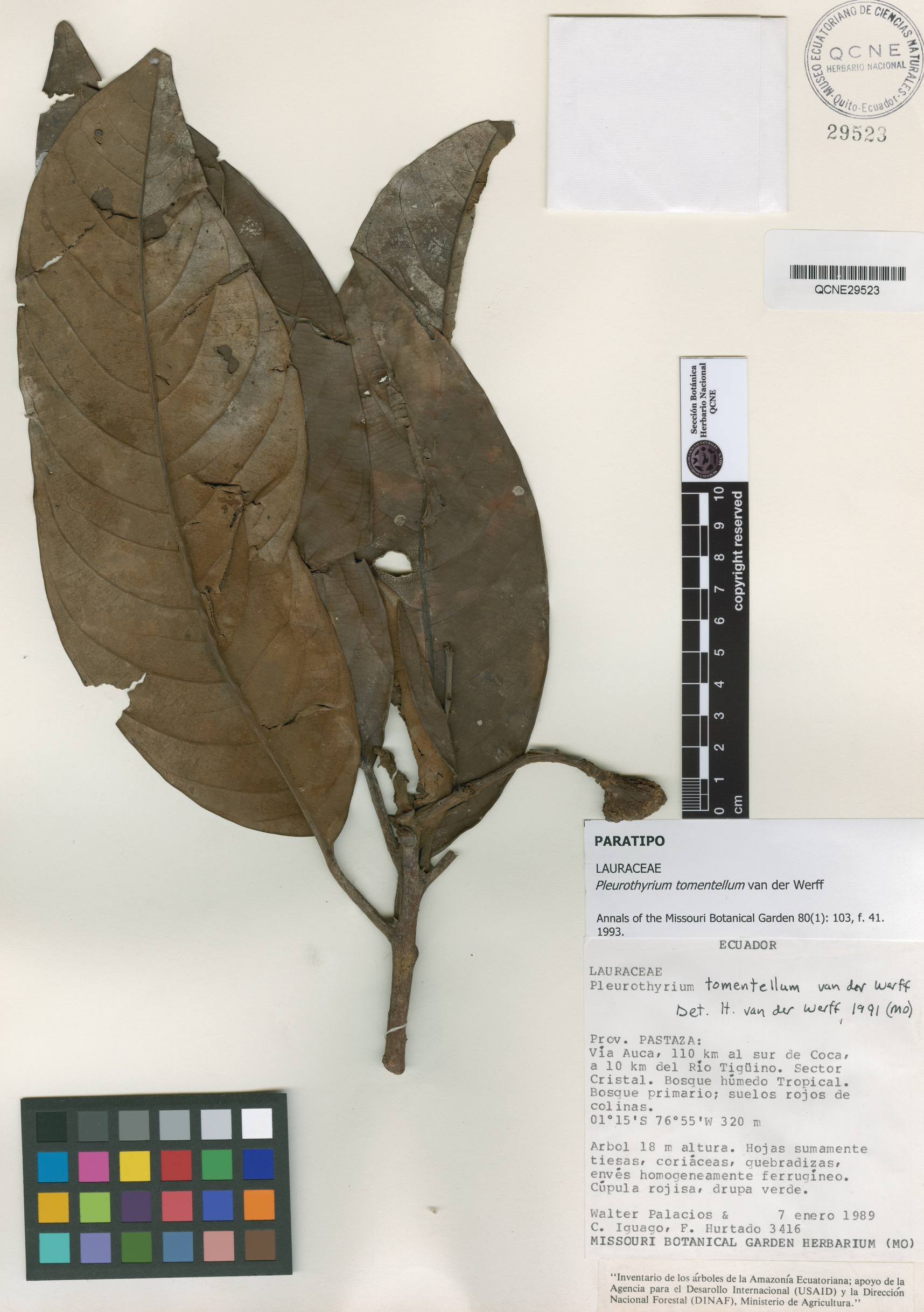 Pleurothyrium tomentellum image