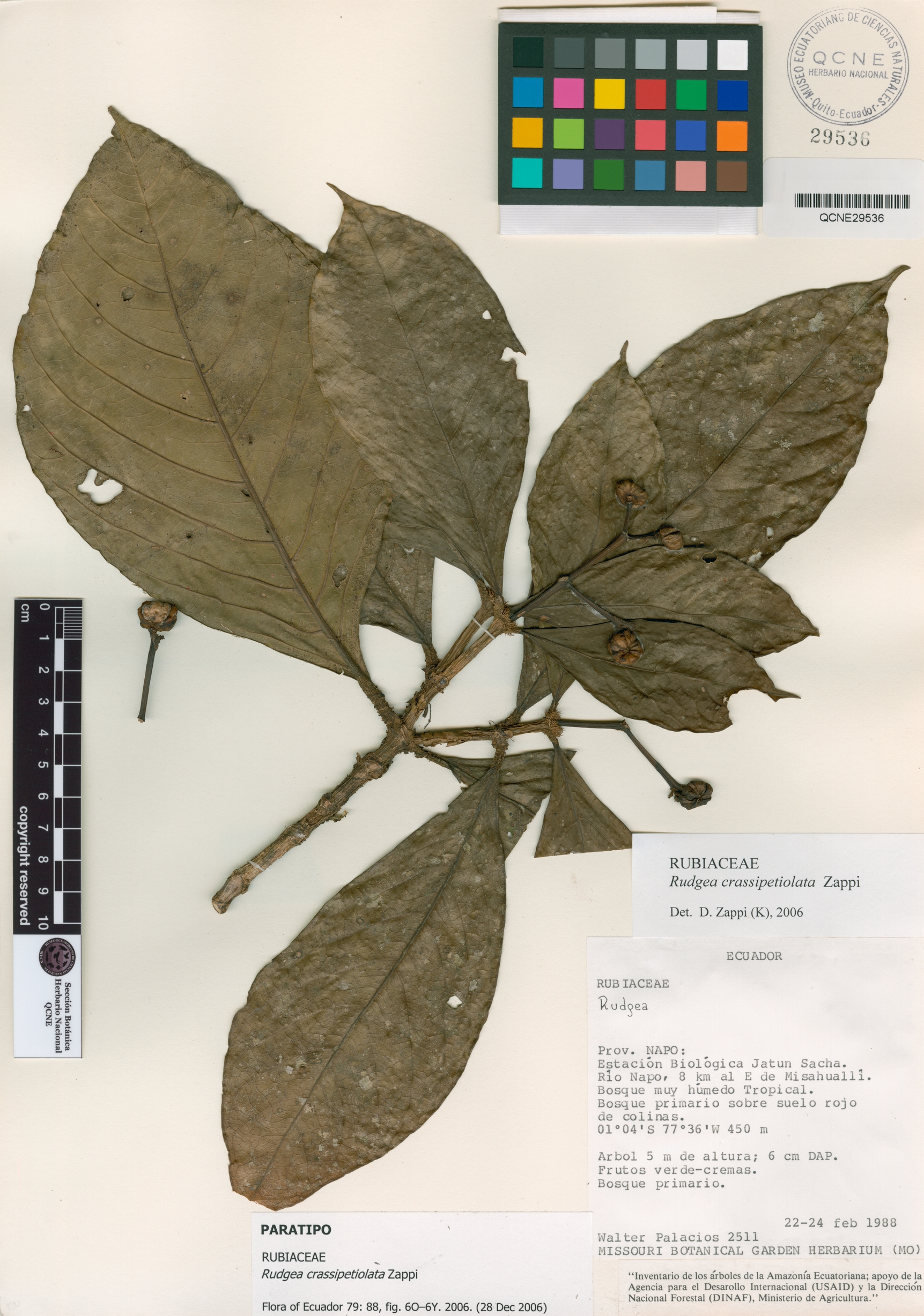 Rudgea crassipetiolata image