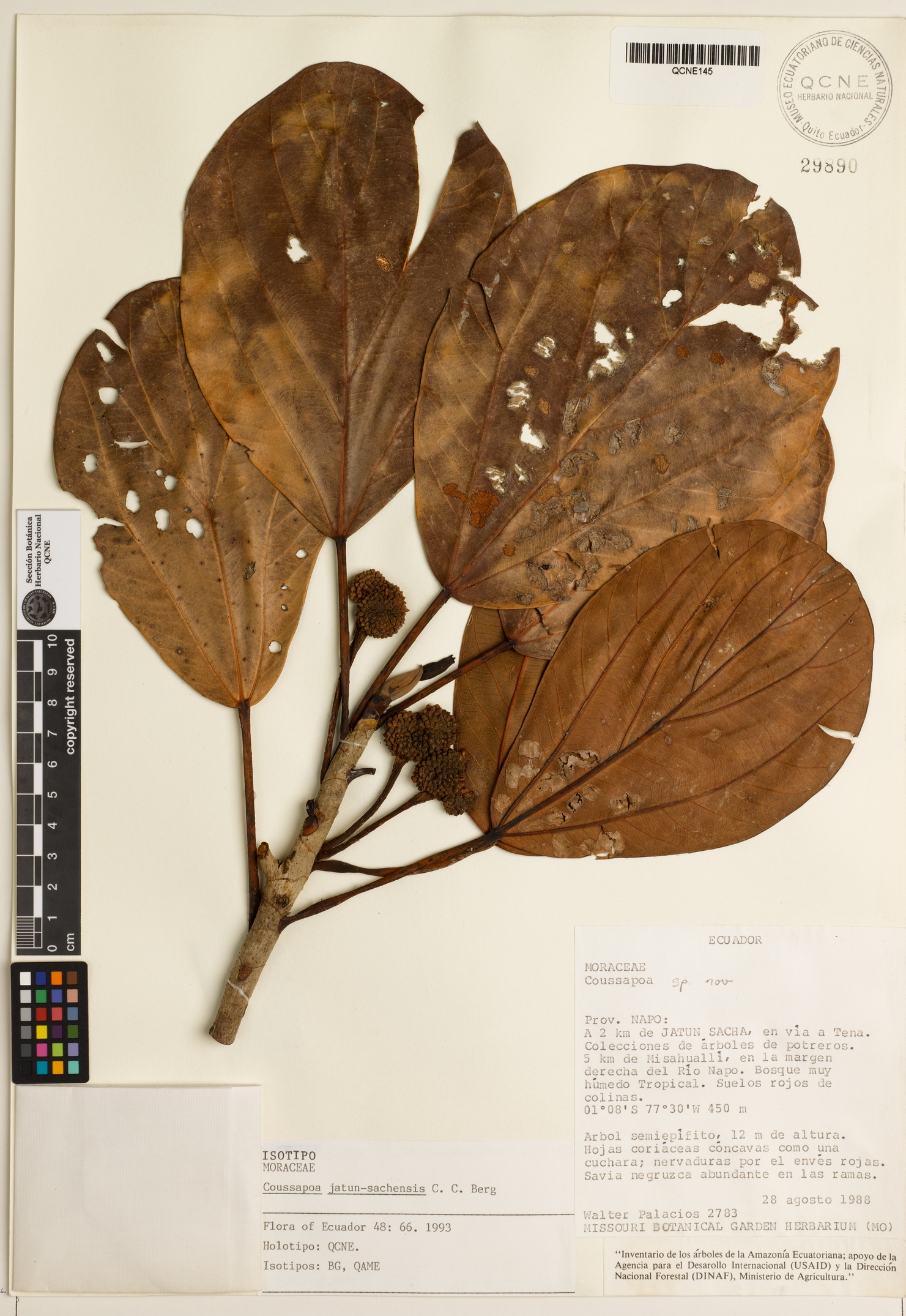 Coussapoa jatun-sachensis image