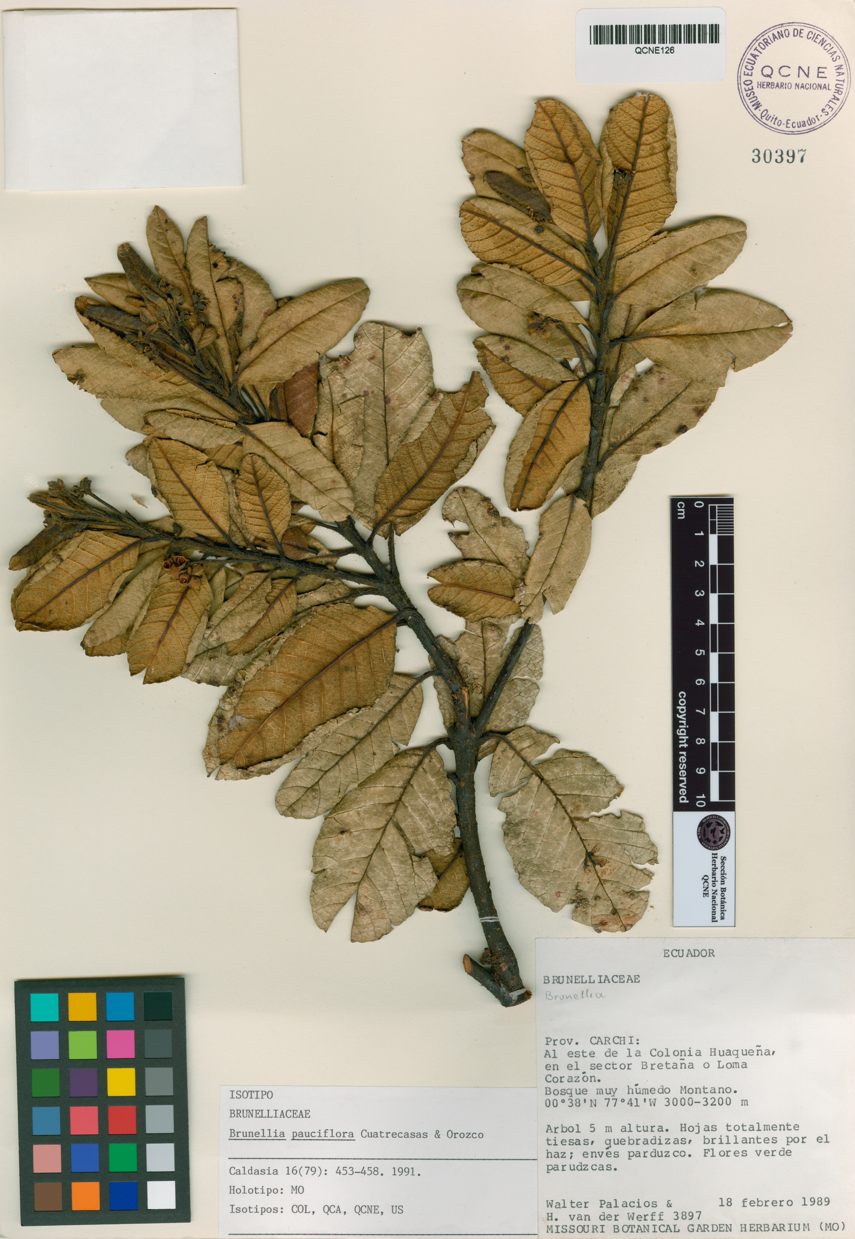Brunellia pauciflora image