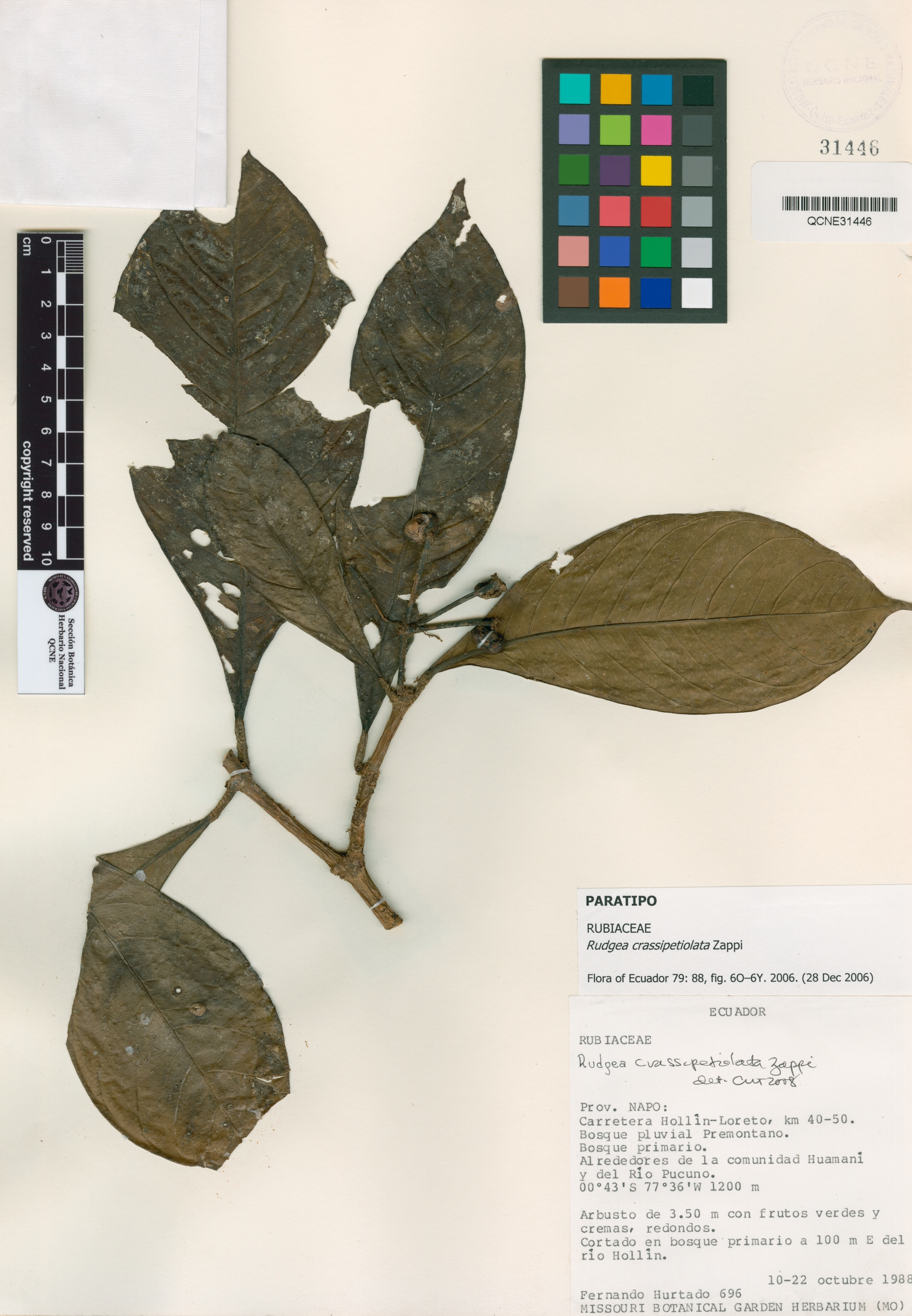 Rudgea crassipetiolata image