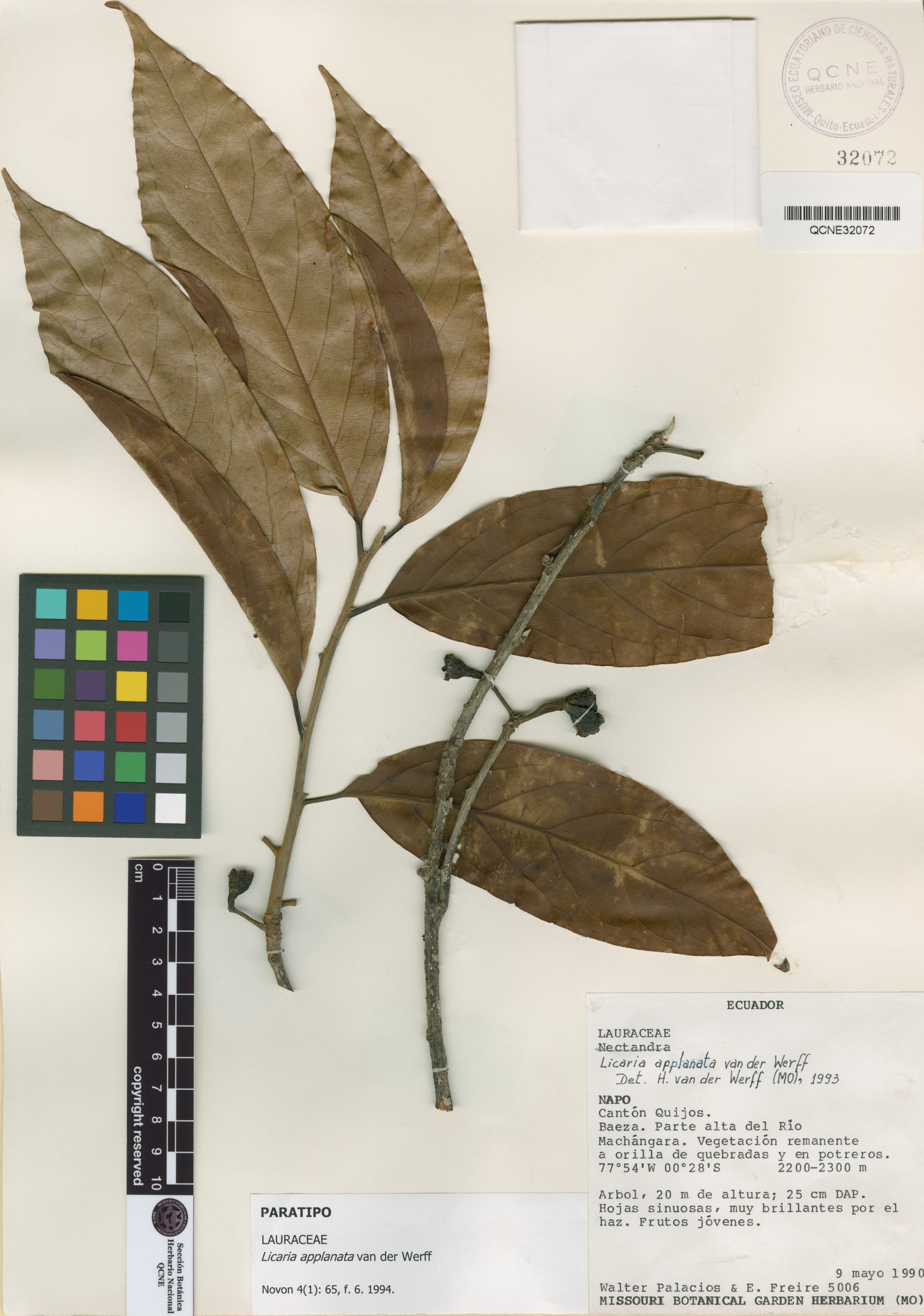 Licaria applanata image