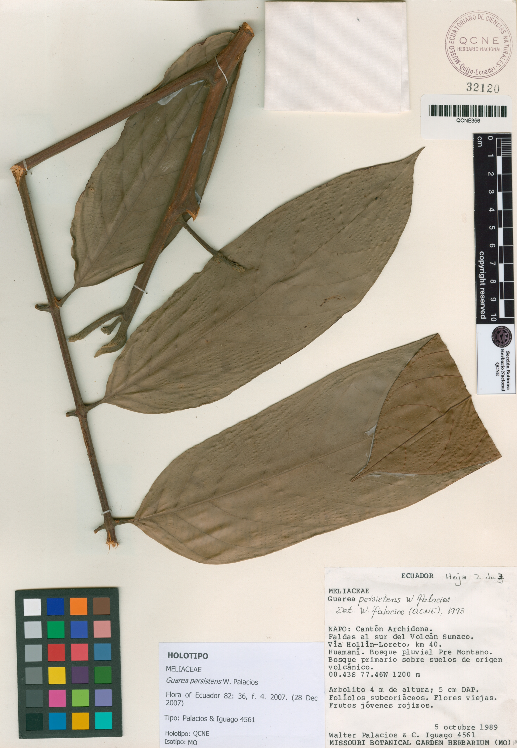 Guarea persistens image