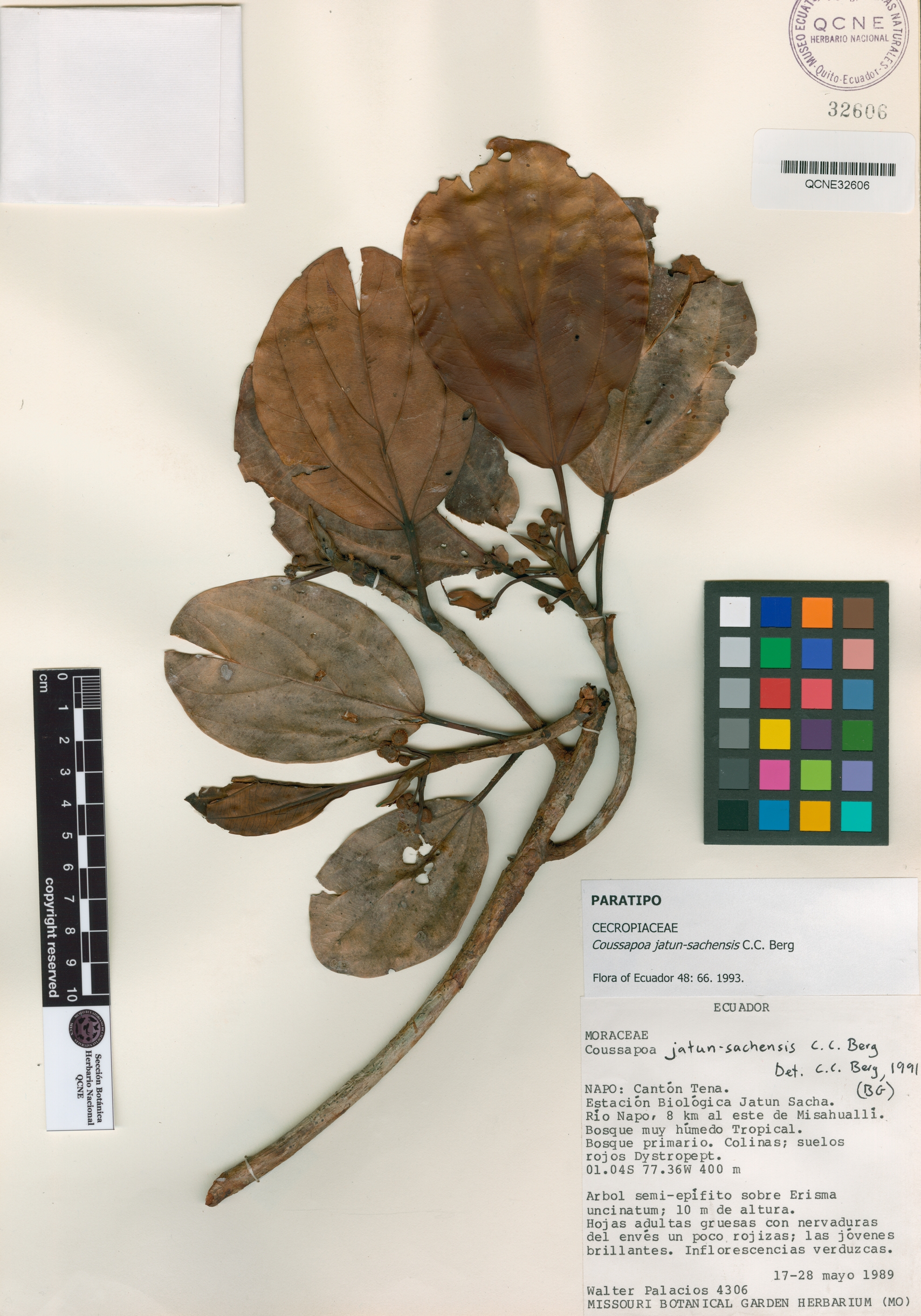 Coussapoa jatun-sachensis image