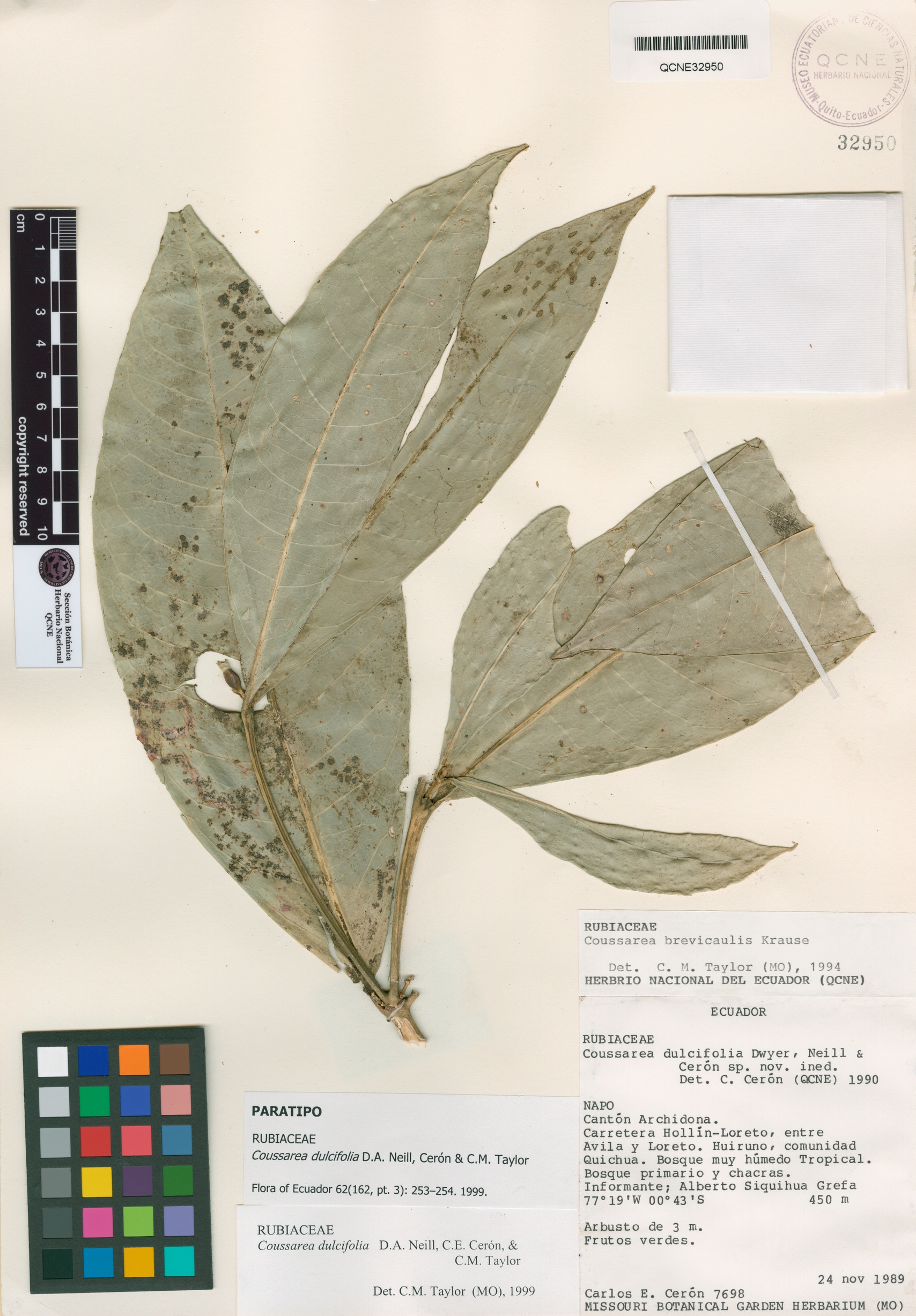 Coussarea dulcifolia image