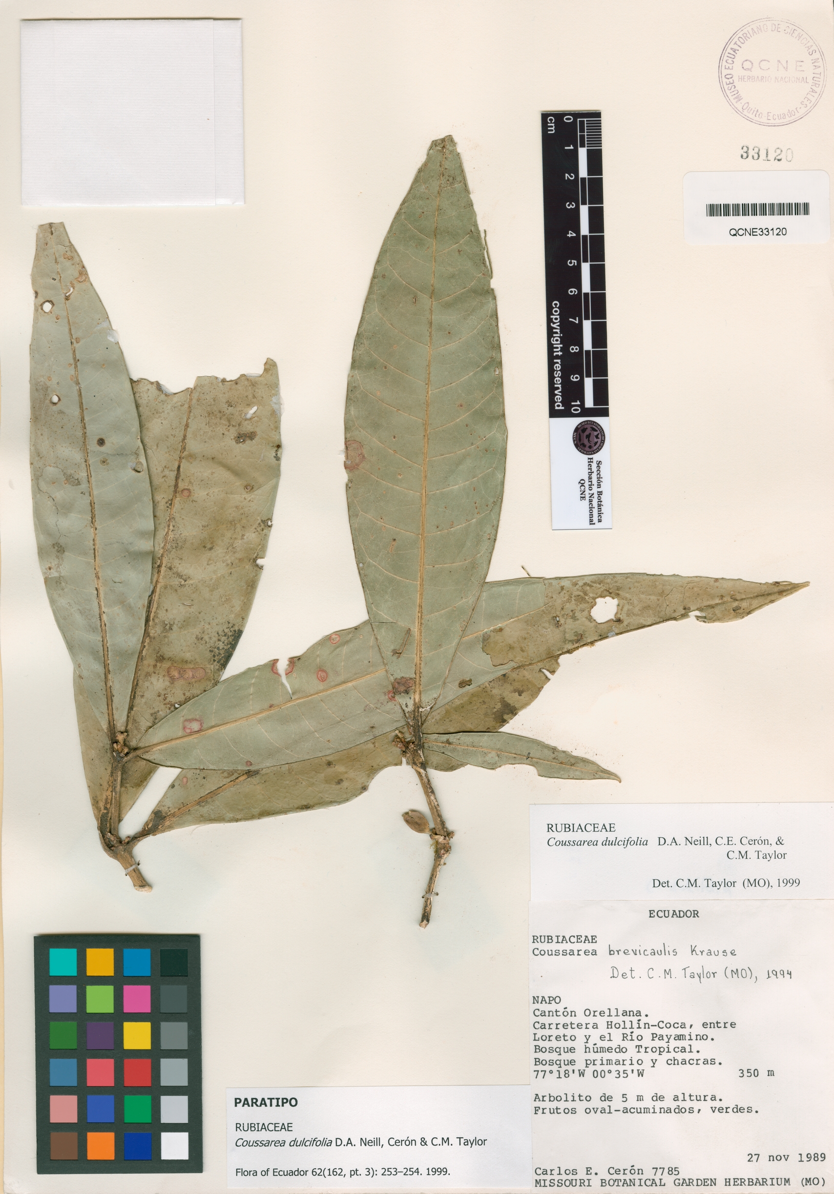 Coussarea dulcifolia image