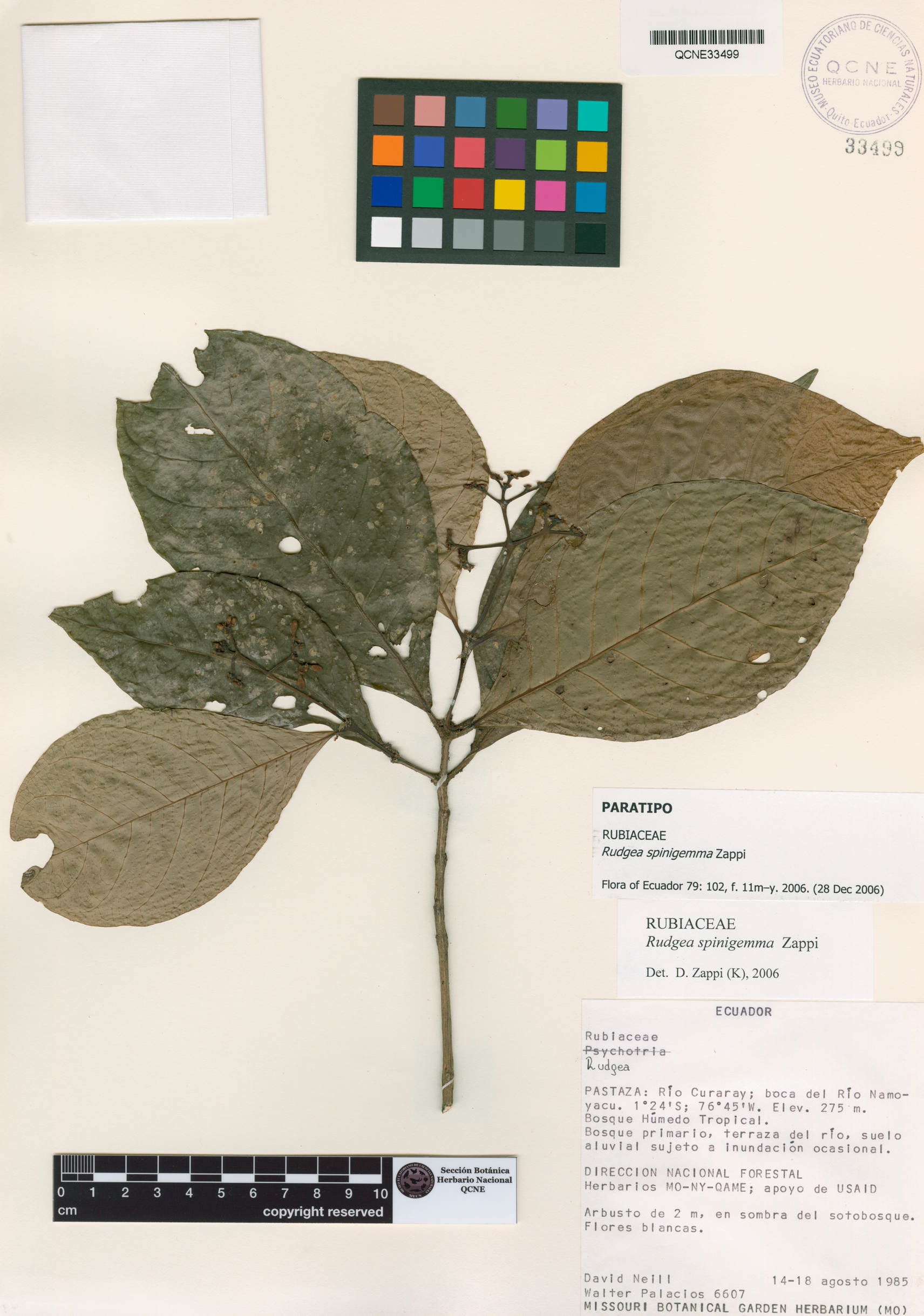 Rudgea spinigemma image