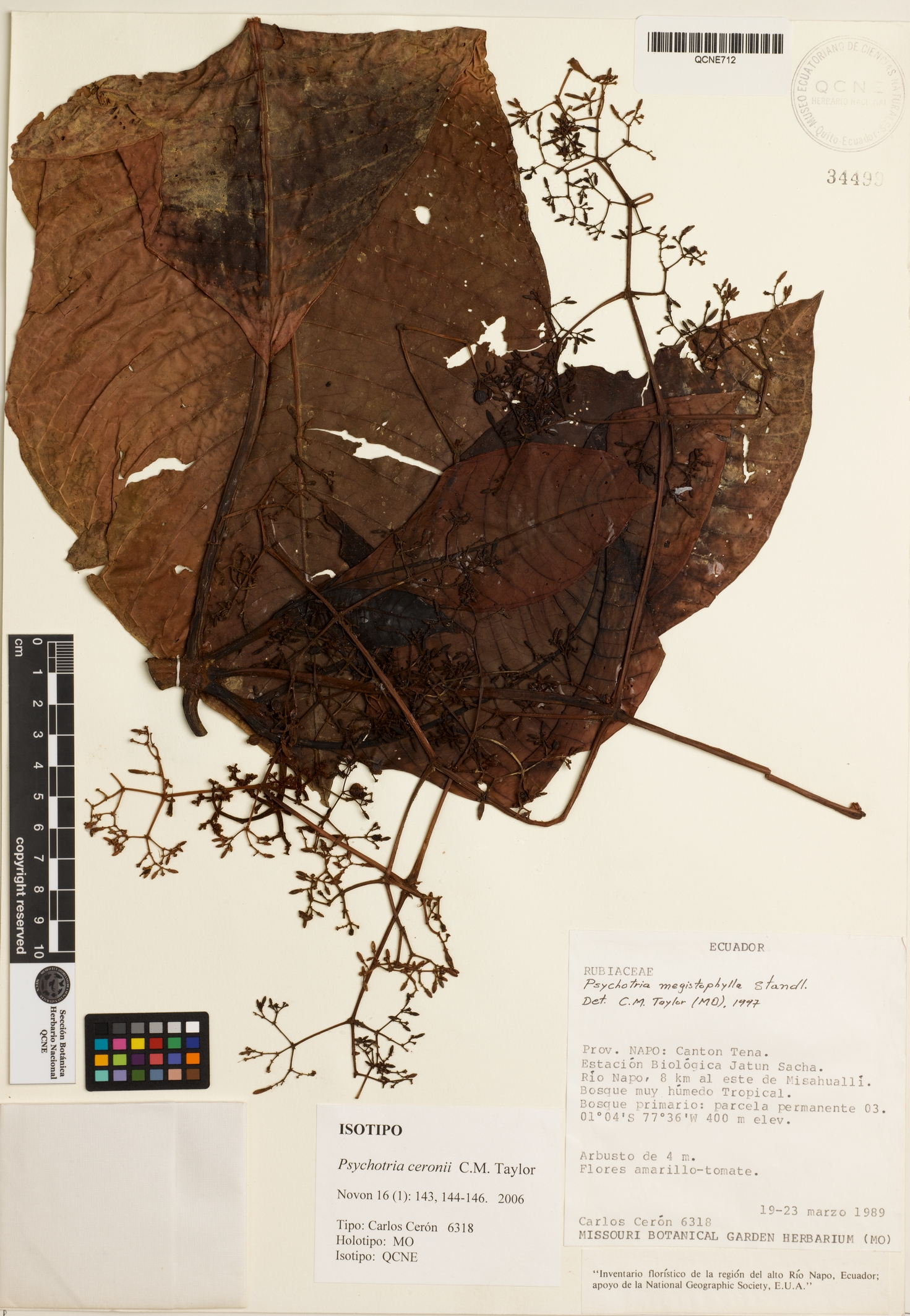 Psychotria ceronii image