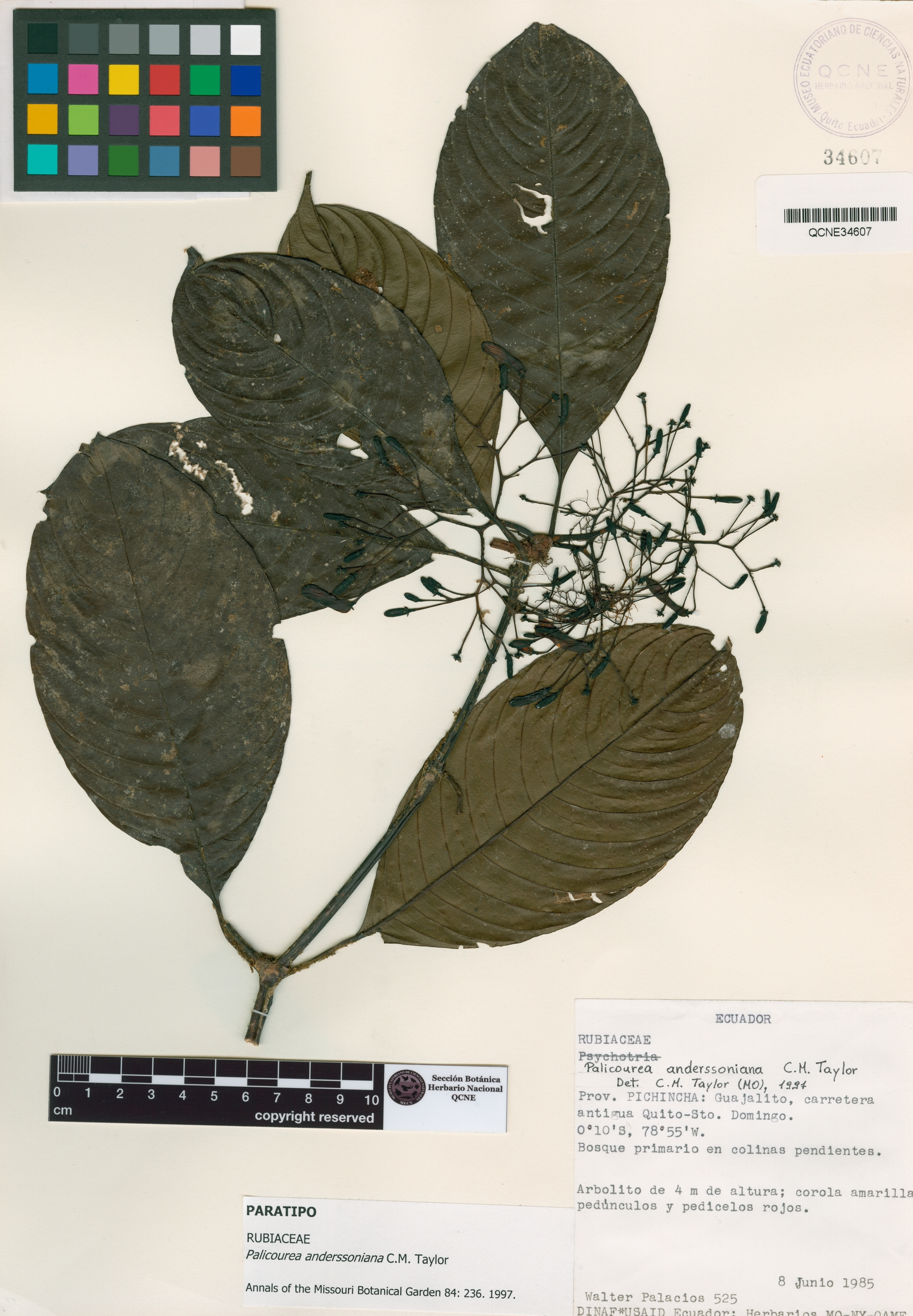 Palicourea anderssoniana image