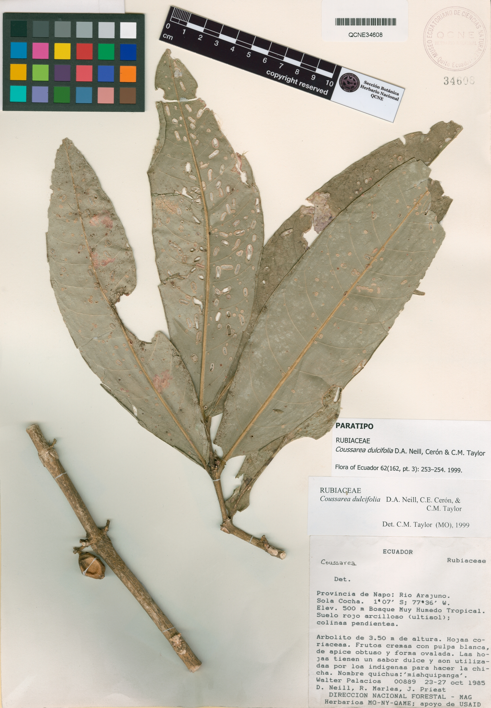 Coussarea dulcifolia image