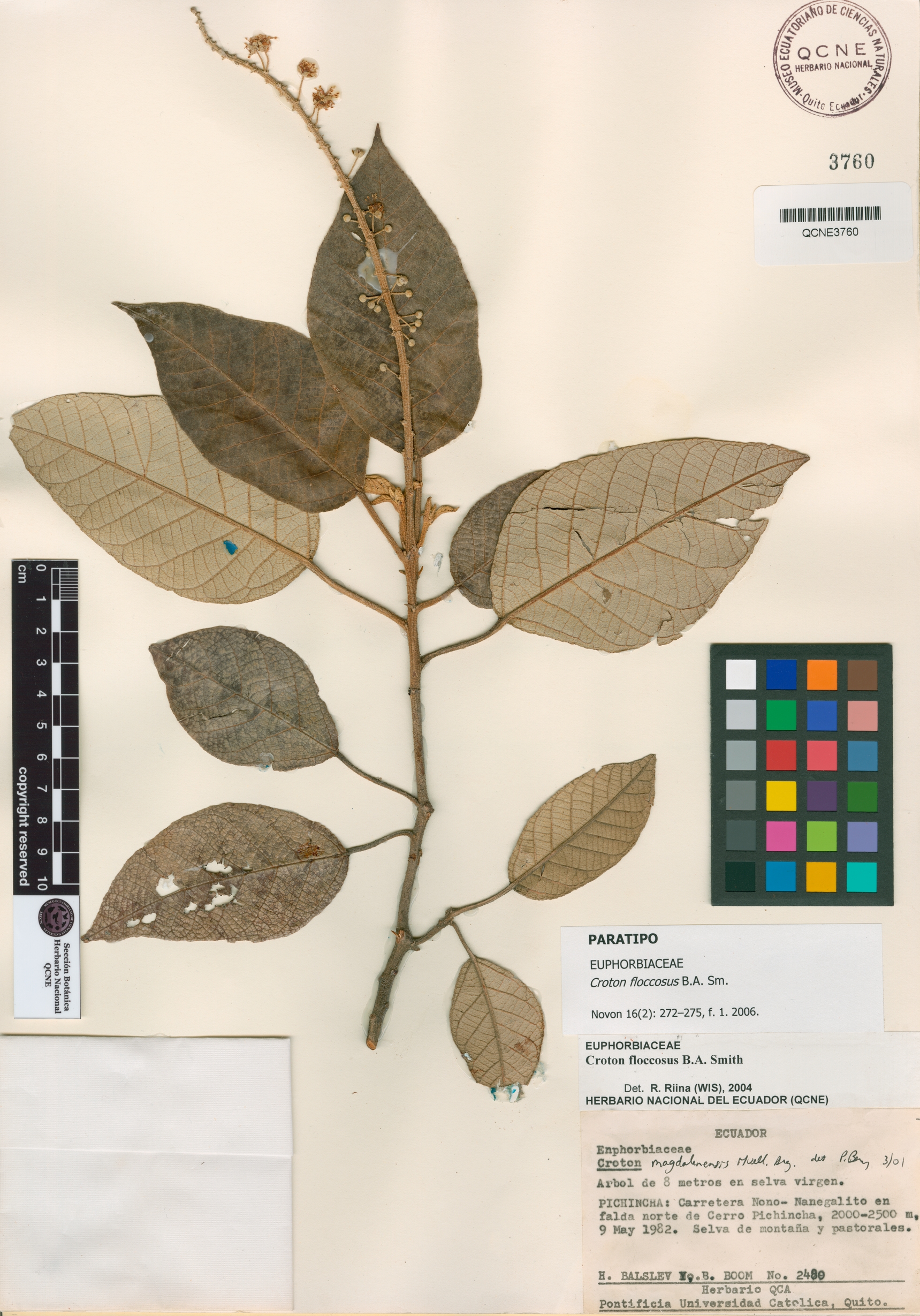 Croton floccosus image