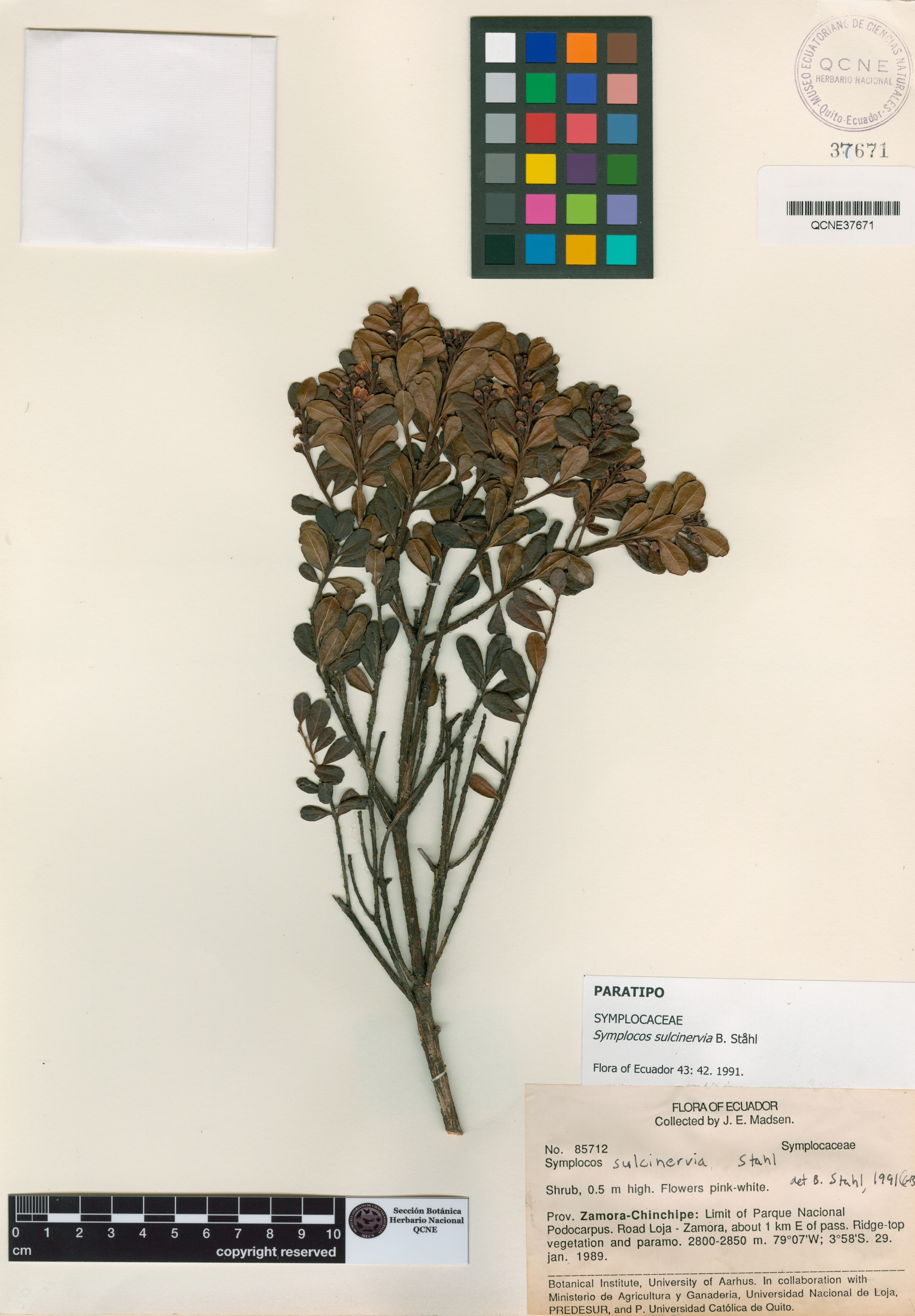 Symplocos sulcinervia image