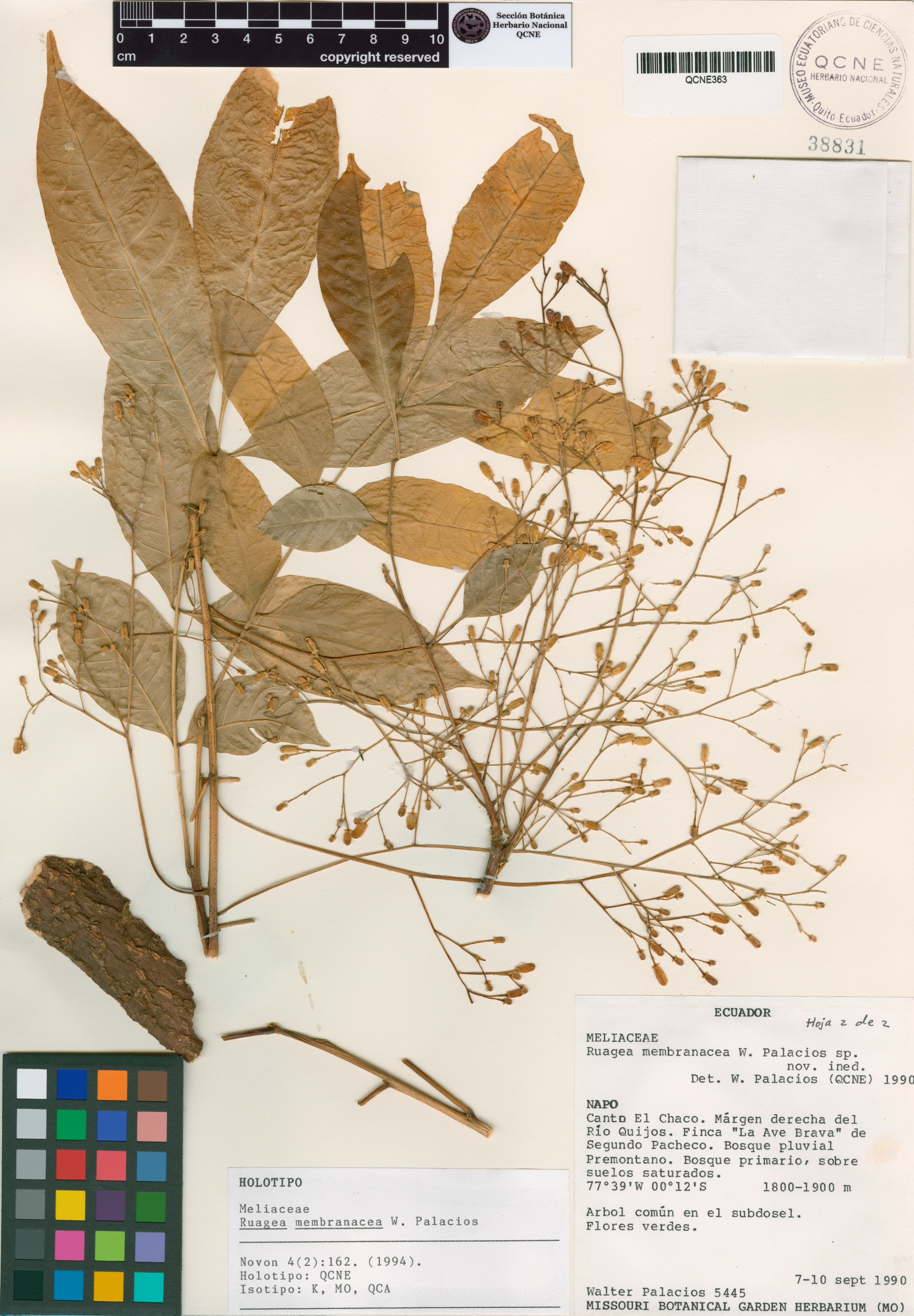 Ruagea membranacea image