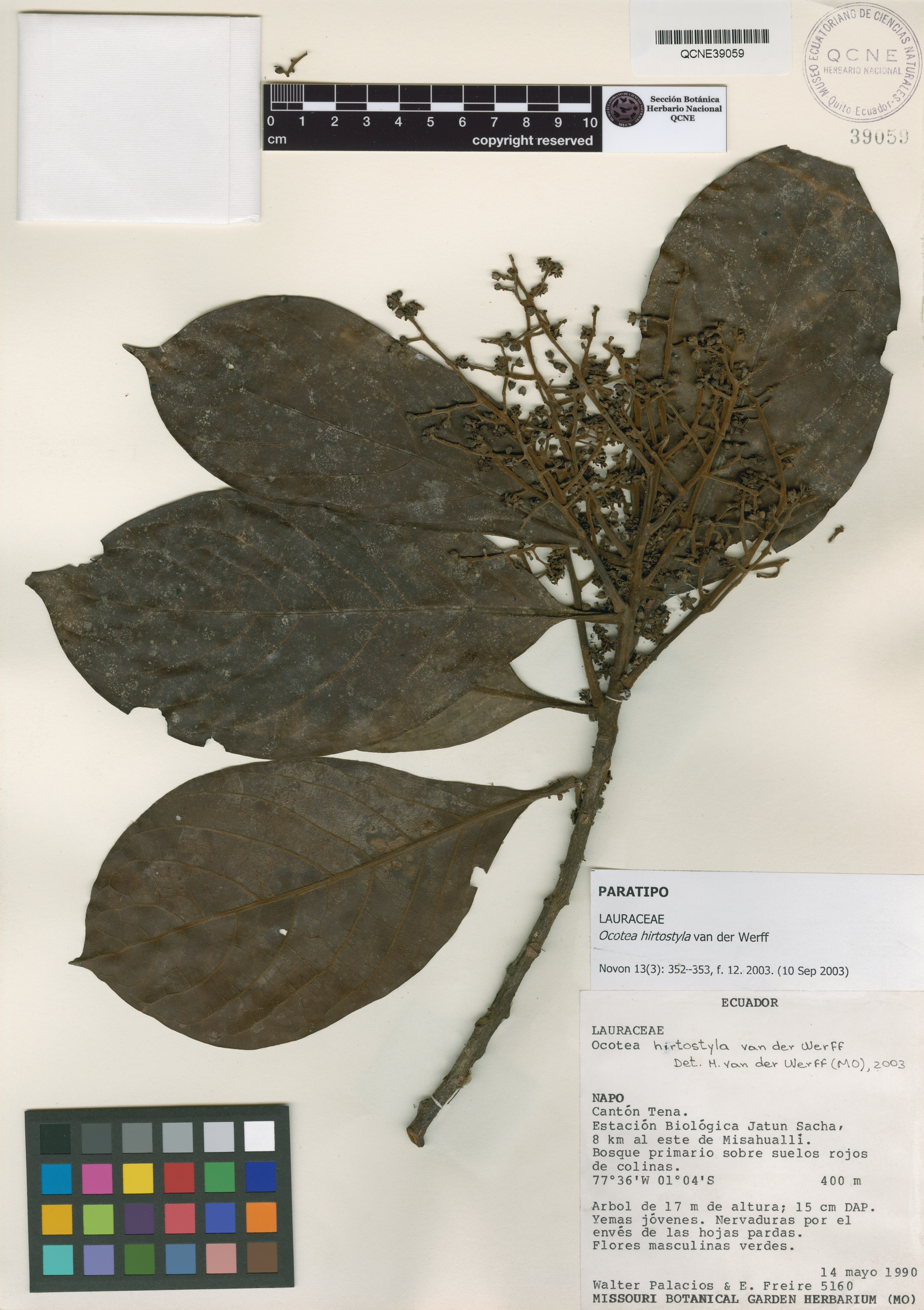 Ocotea hirtostyla image