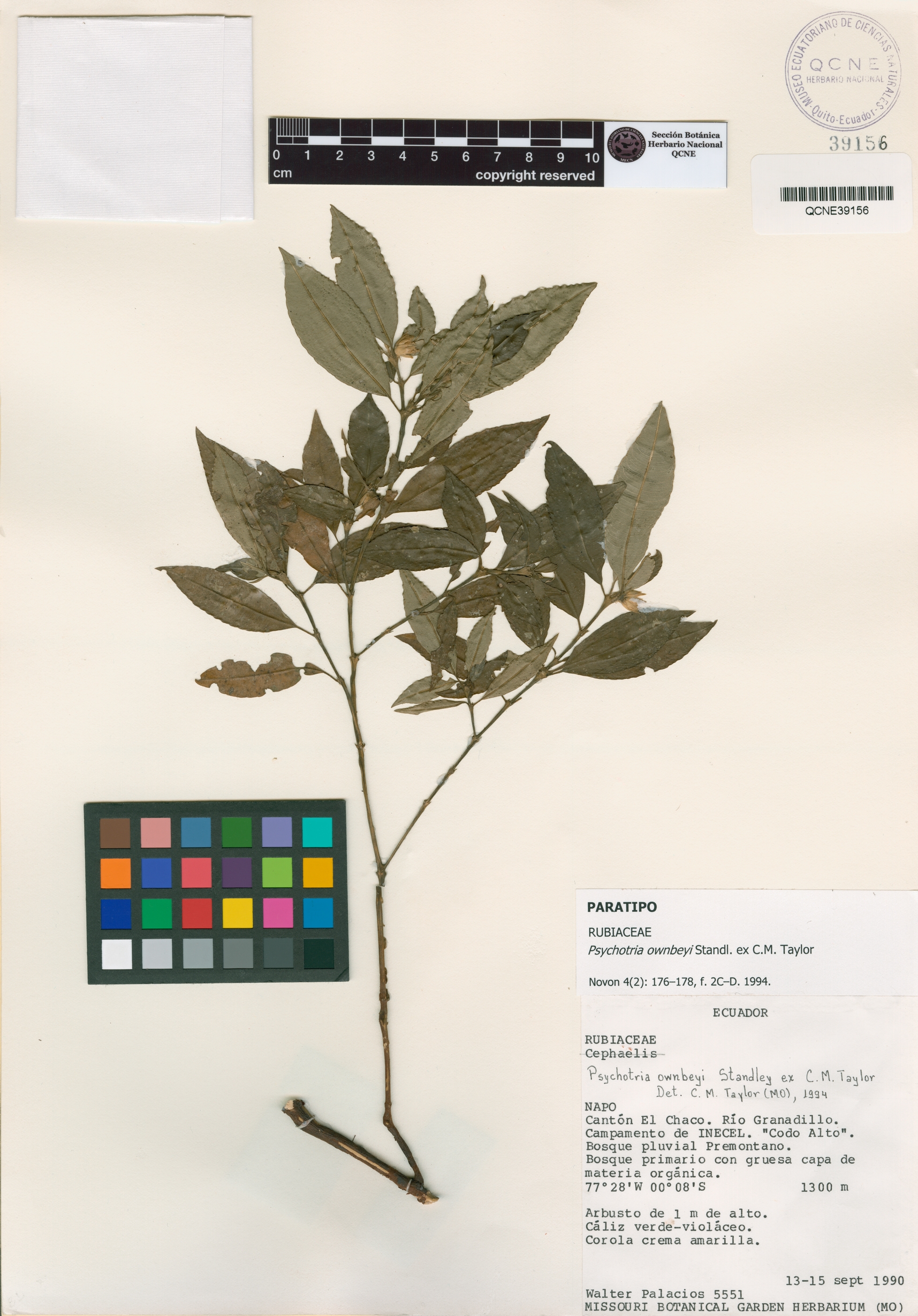 Psychotria ownbeyi image