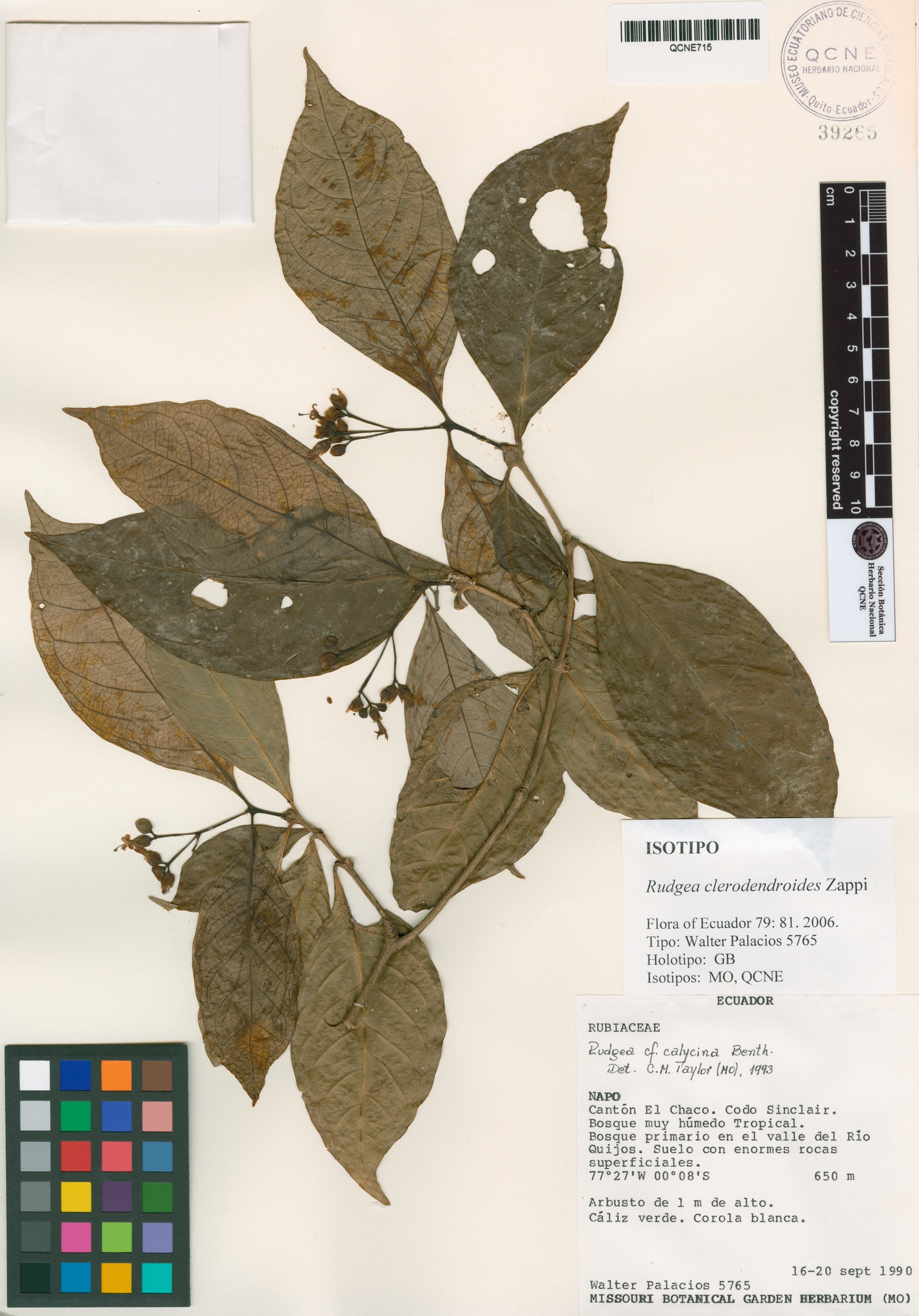 Rudgea clerodendroides image
