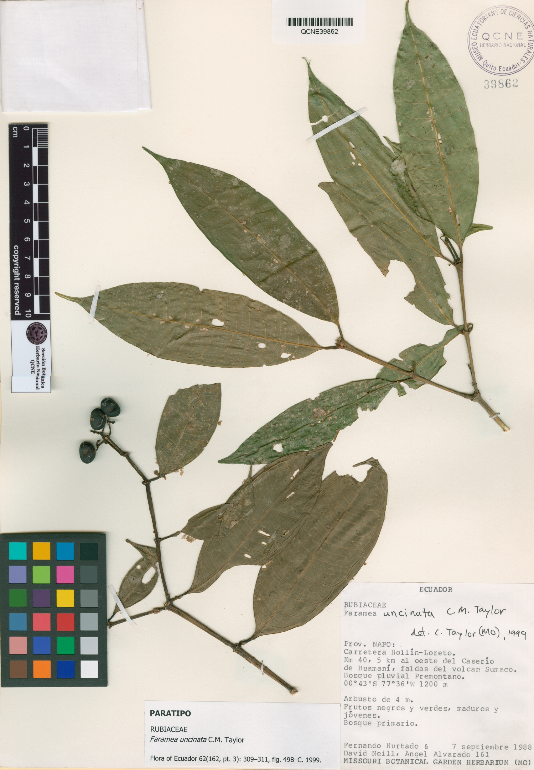 Faramea uncinata image