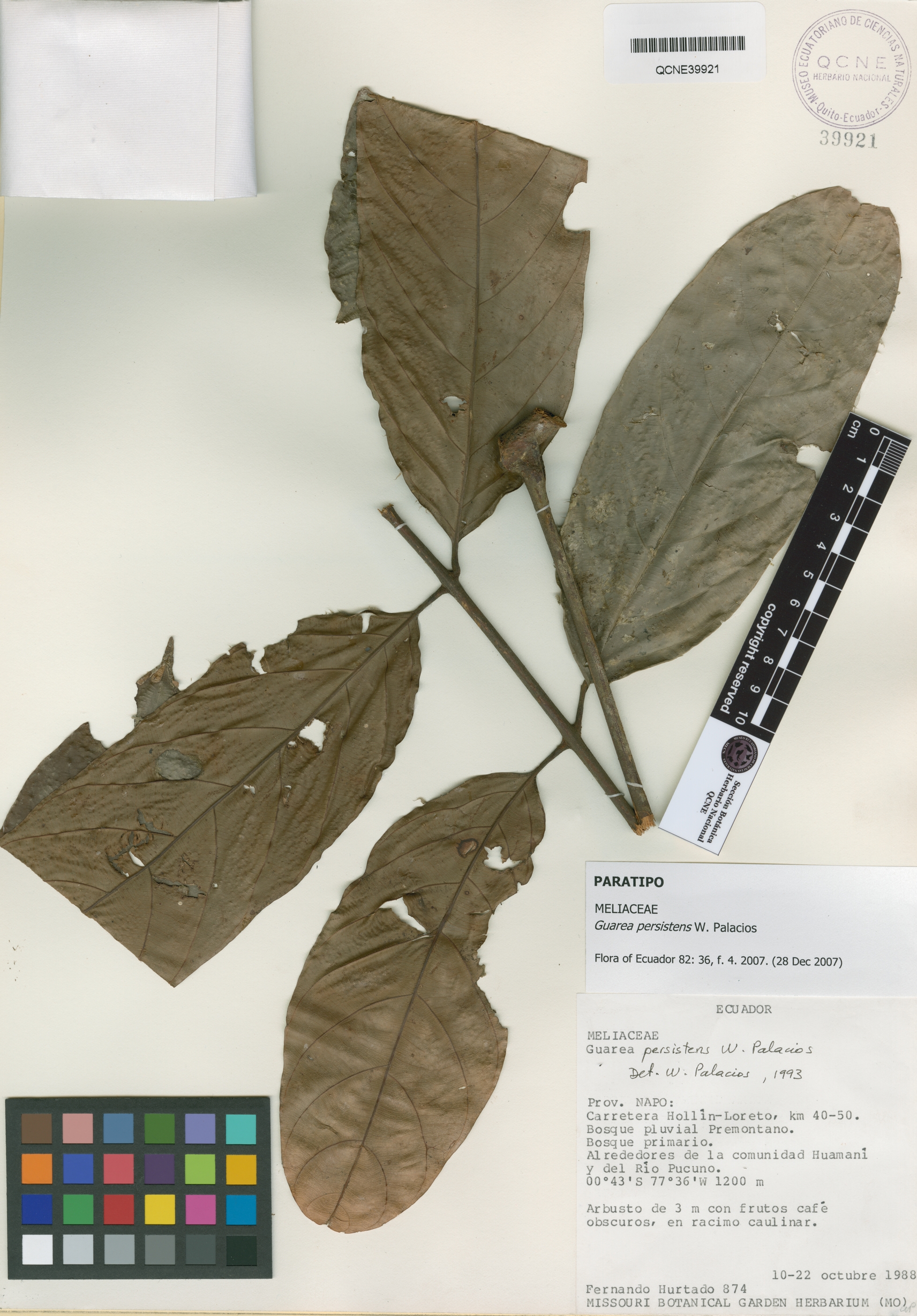 Guarea persistens image