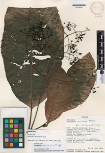 Psychotria ceronii image