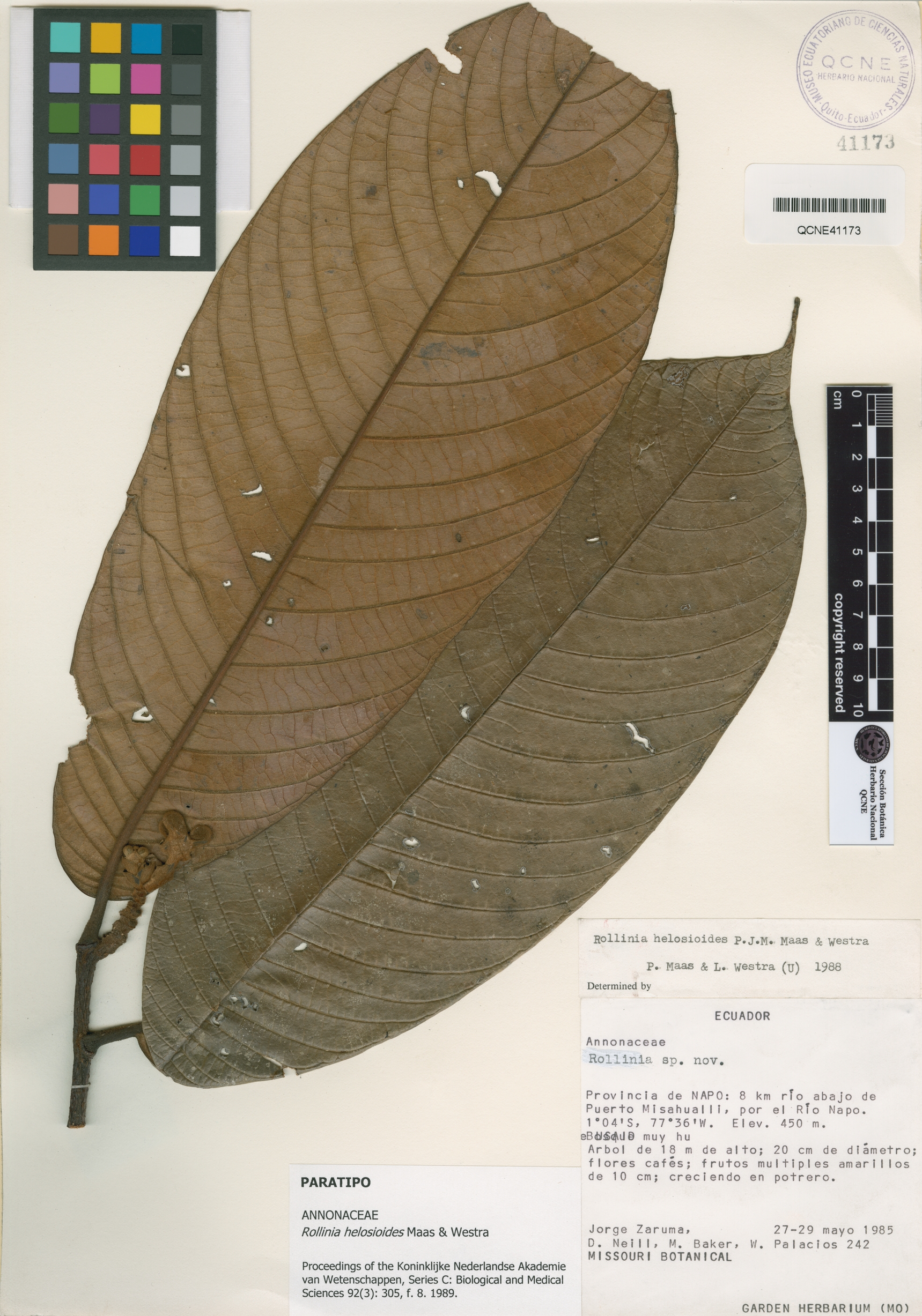 Rollinia helosioides image