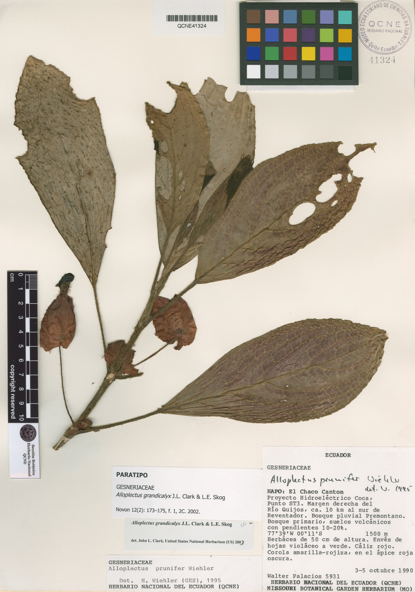 Alloplectus grandicalyx image