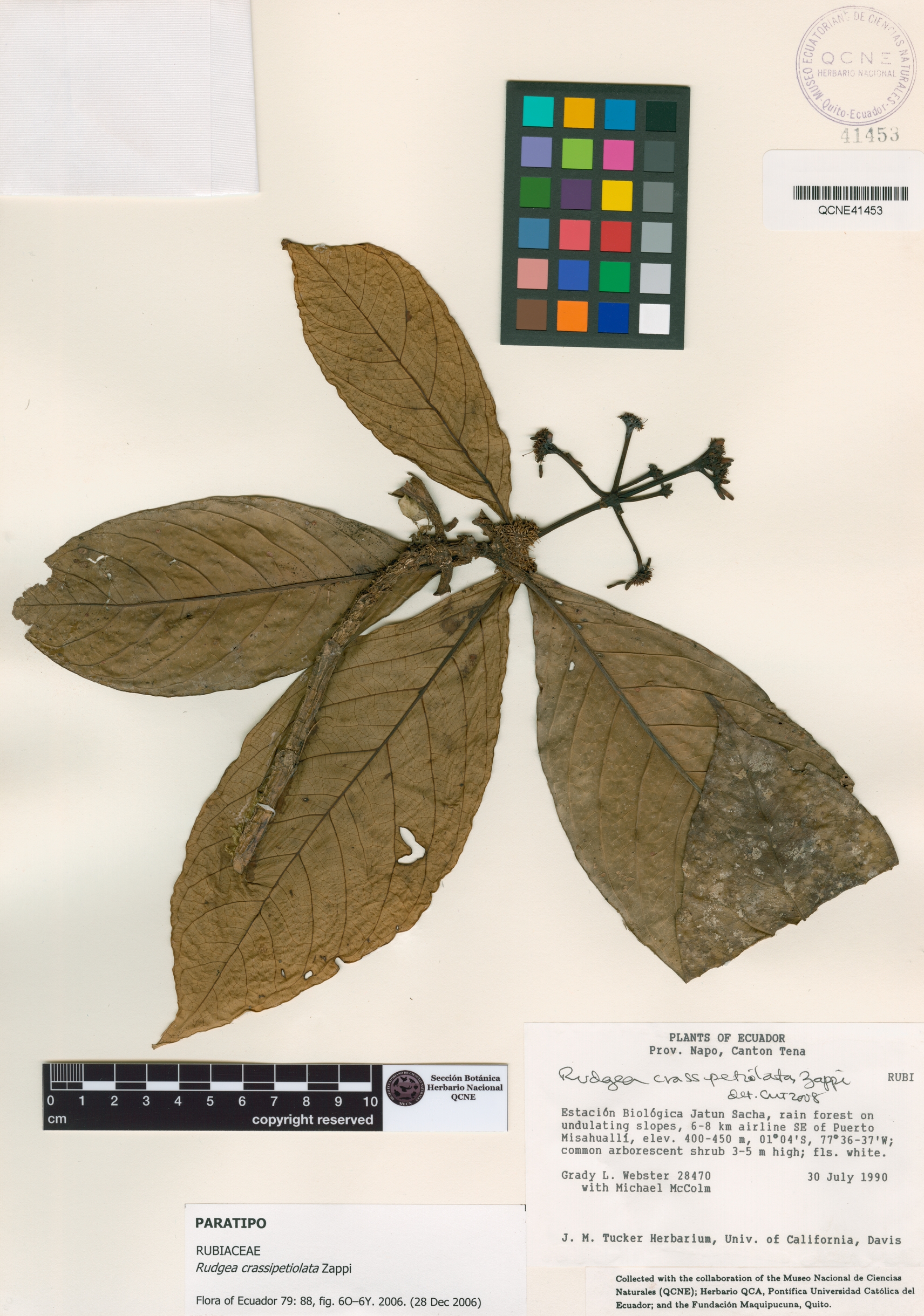 Rudgea crassipetiolata image