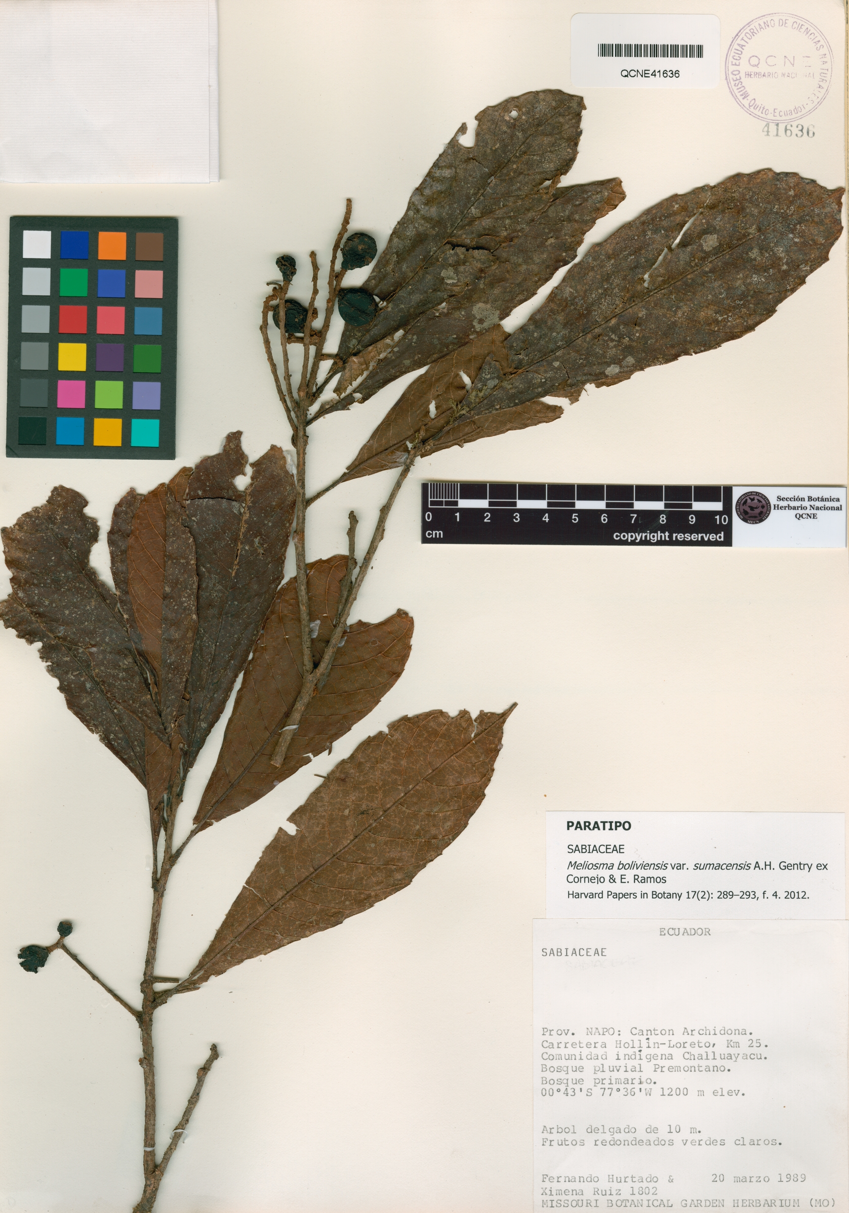 Meliosma boliviensis image