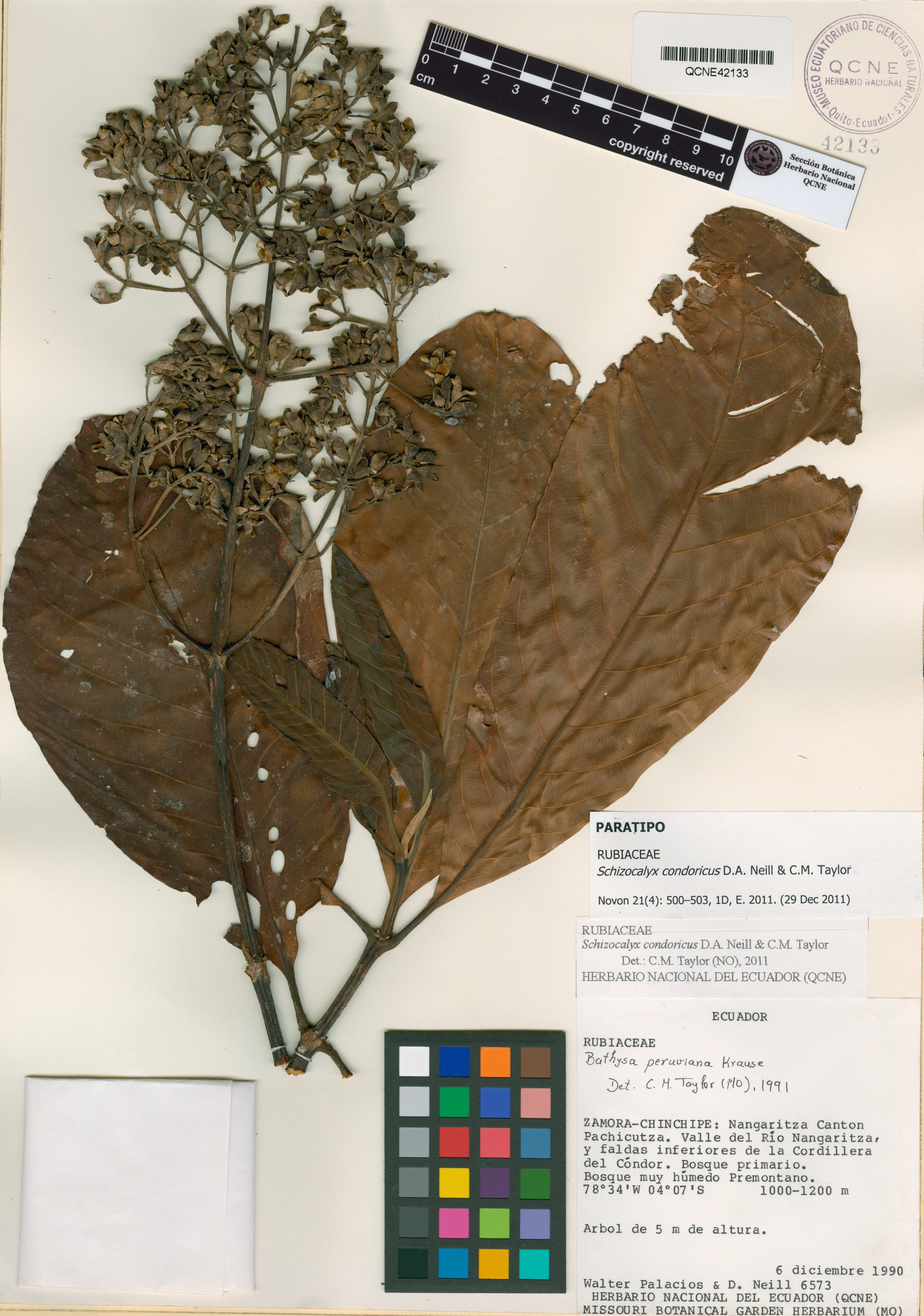 Schizocalyx condoricus image