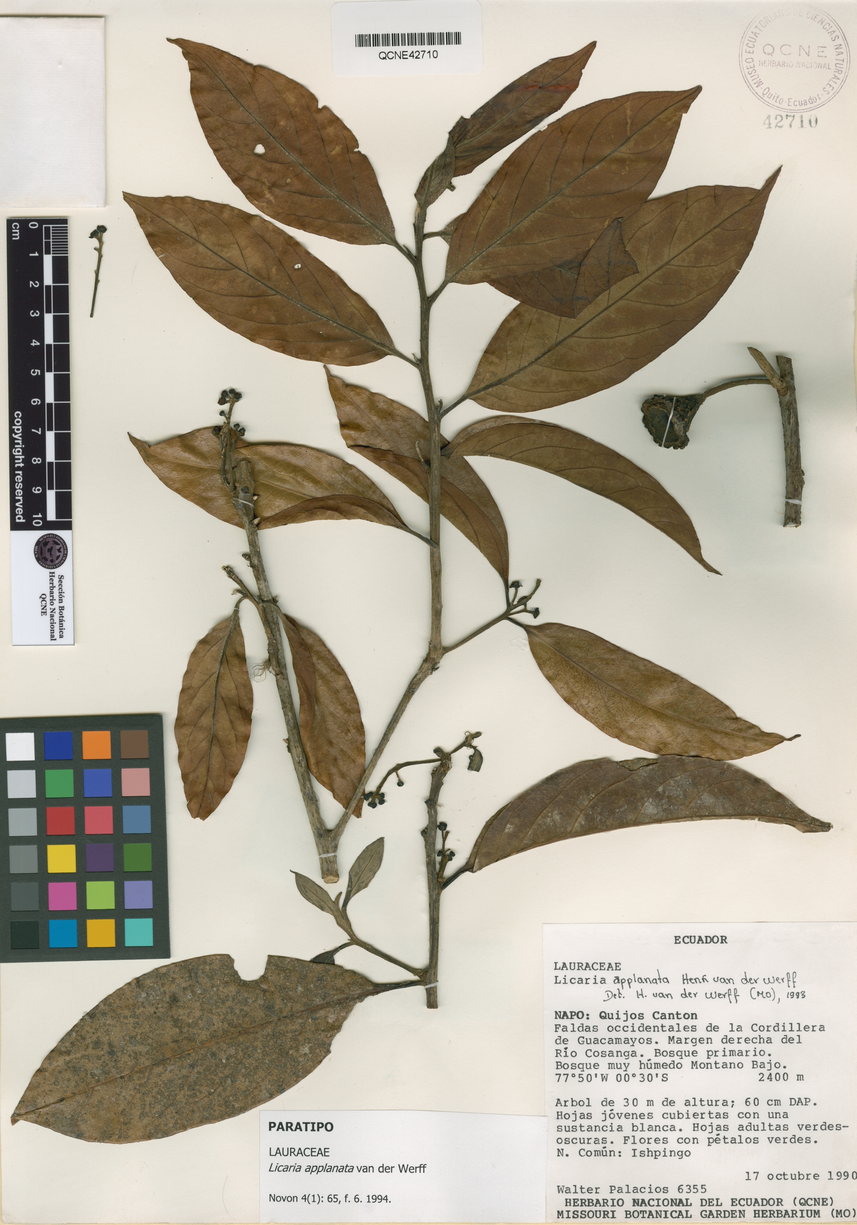 Licaria applanata image