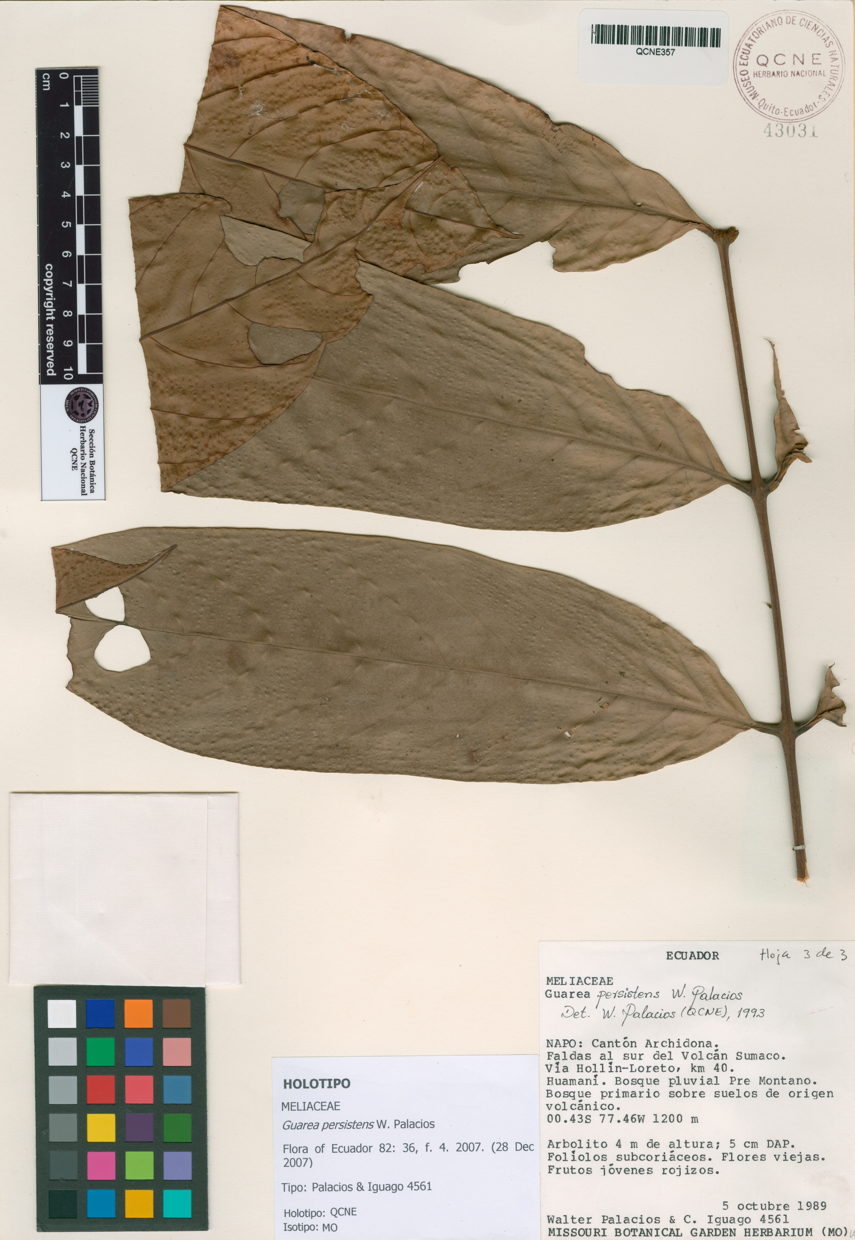 Guarea persistens image